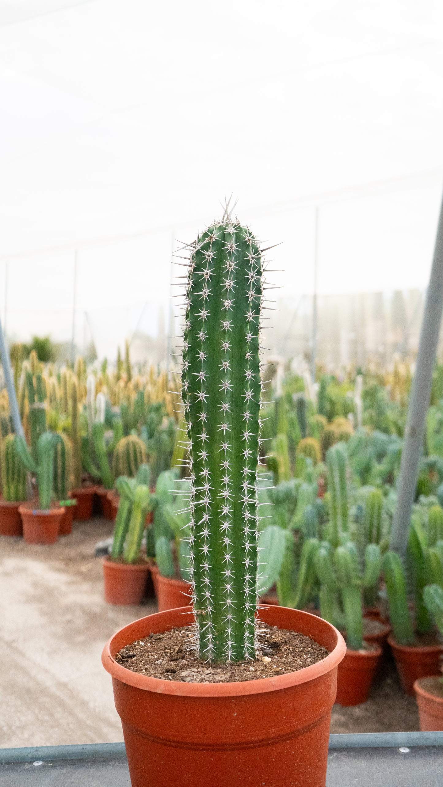 Cactus Cardillo | 25Ø 80-90cm