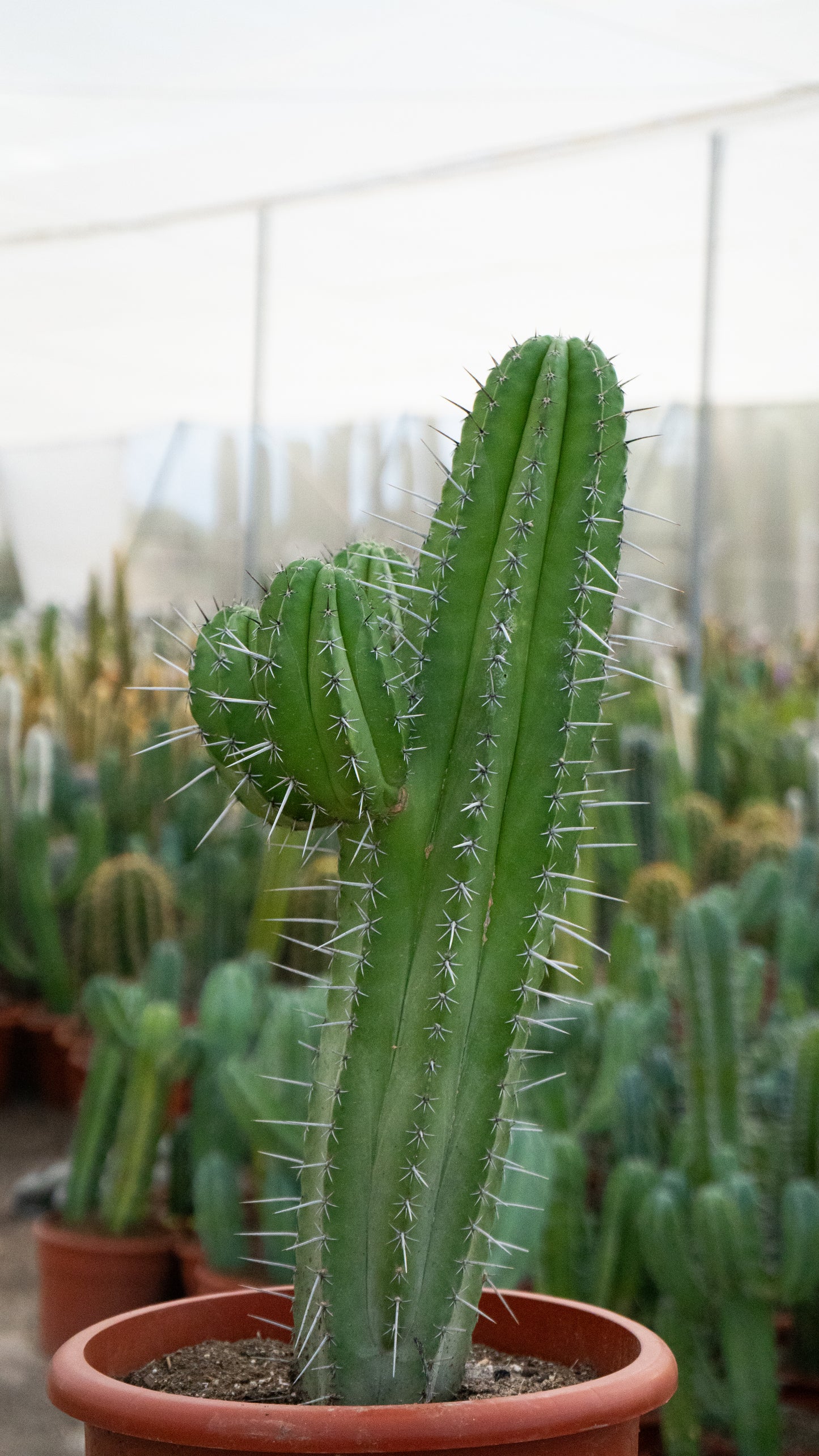 Cactus Chichituna