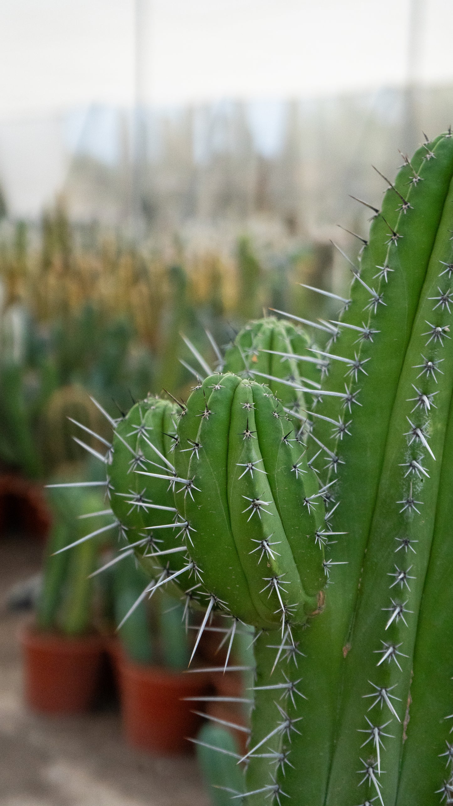 Cactus Chichituna