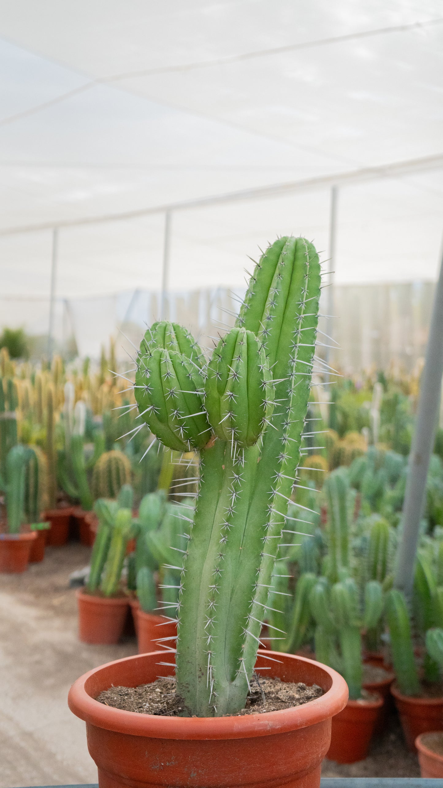 Cactus Chichituna