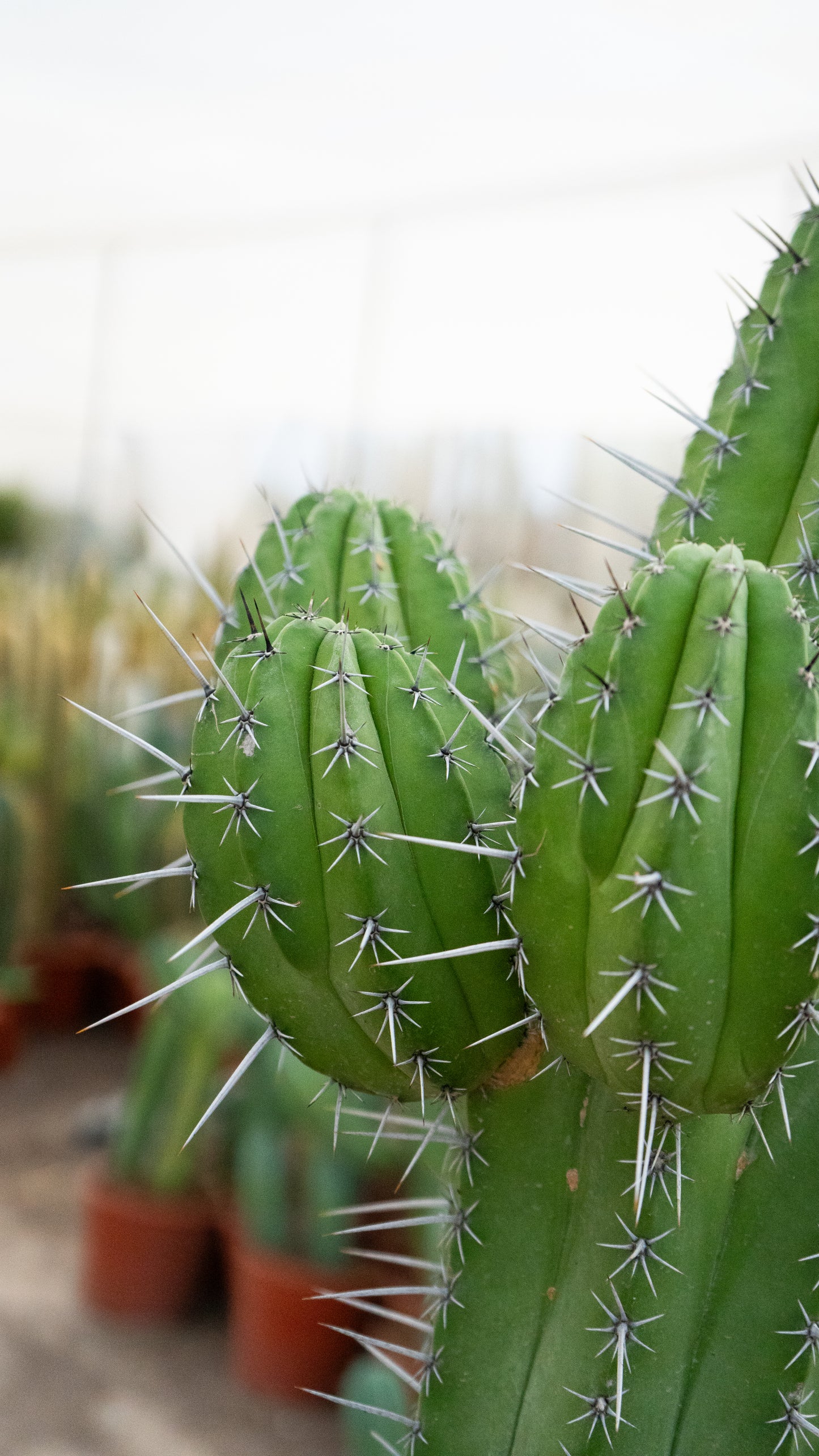 Cactus Chichituna