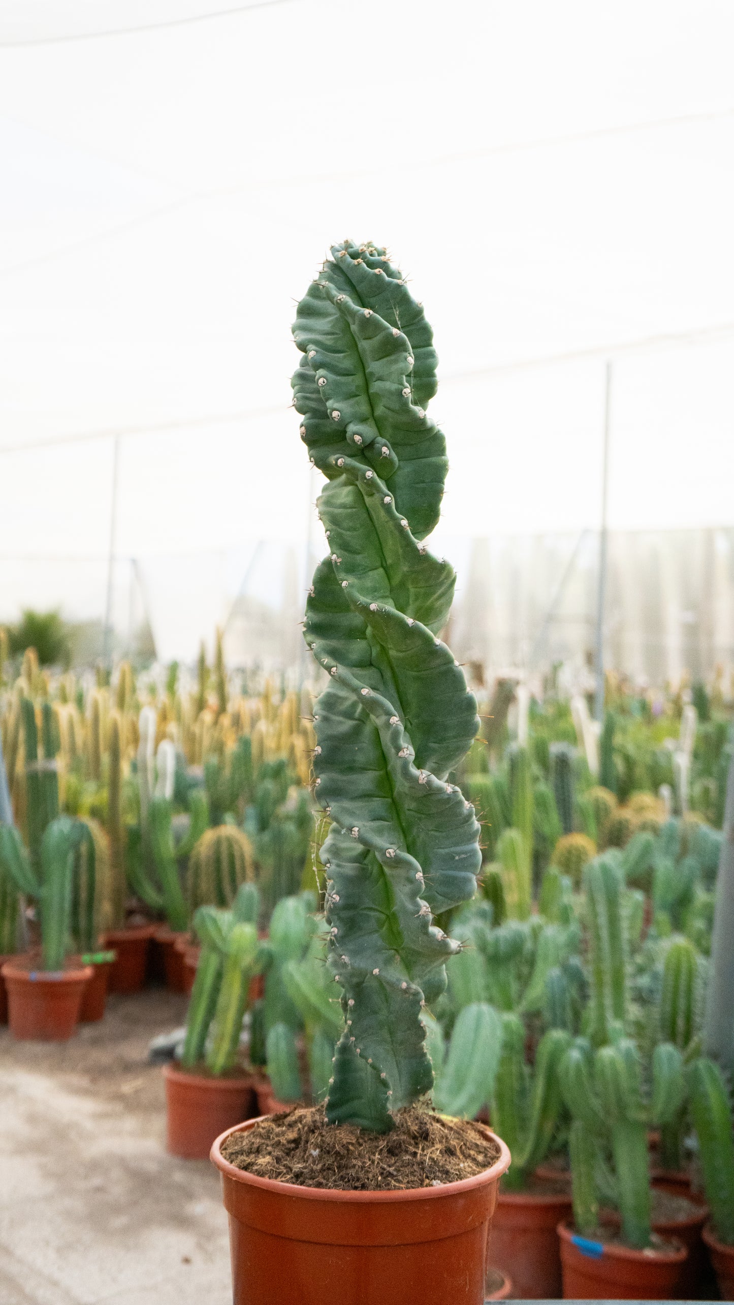 Cactus Tornillo | 25Ø 80-90cm