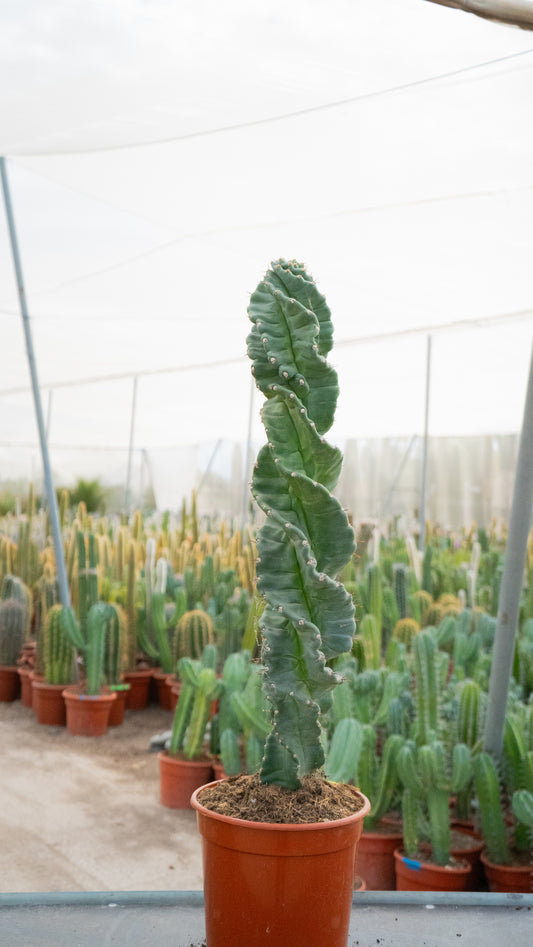 Cactus Tornillo | 25Ø 80-90cm