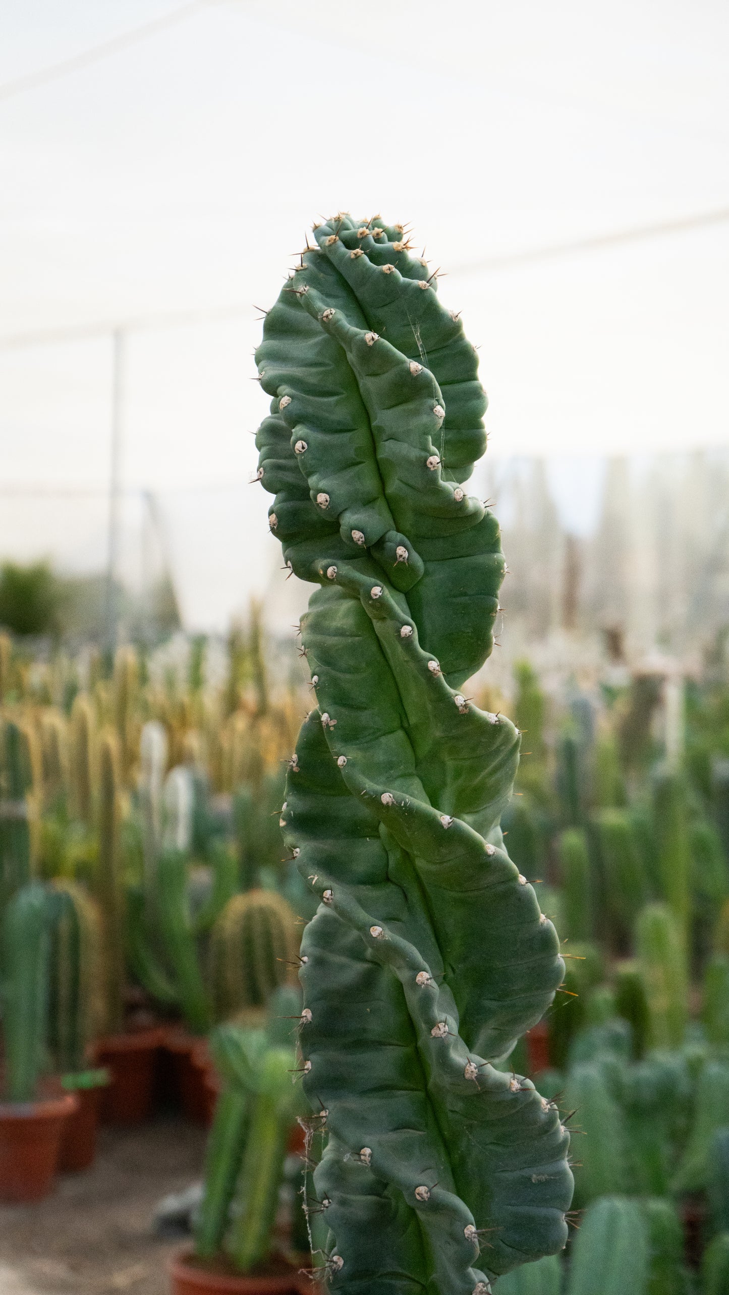 Cactus Tornillo | 25Ø 80-90cm