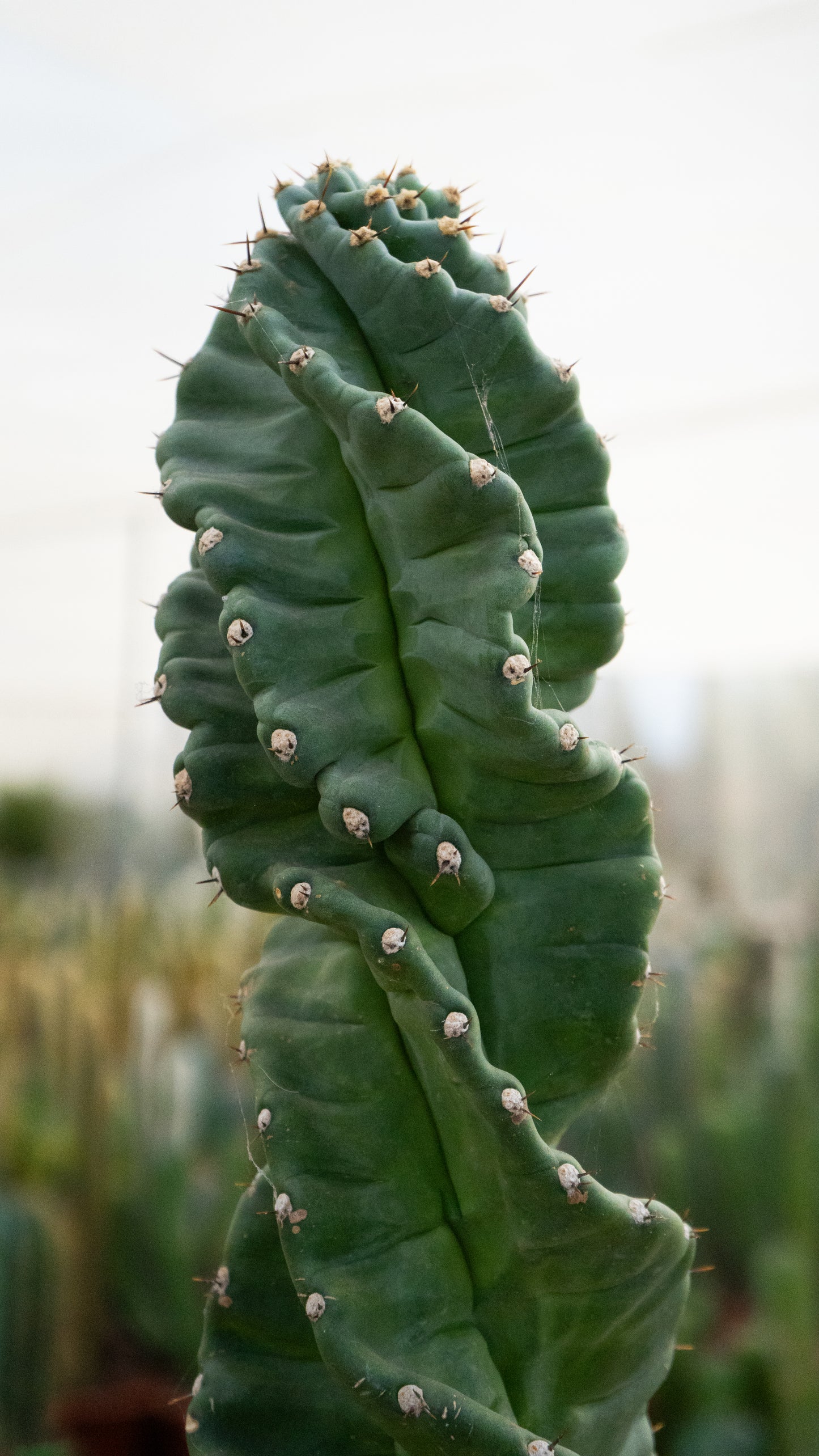 Cactus Tornillo | 25Ø 80-90cm