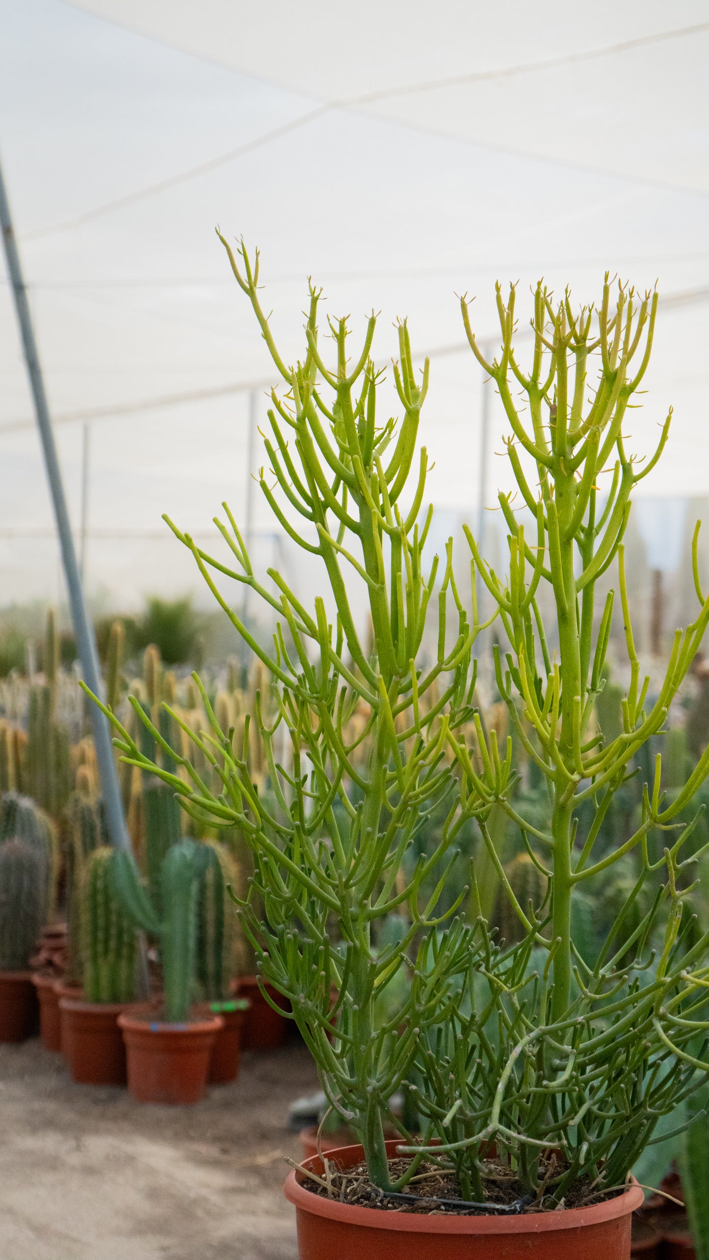 Árbol De Goma | 25Ø 110-120cm