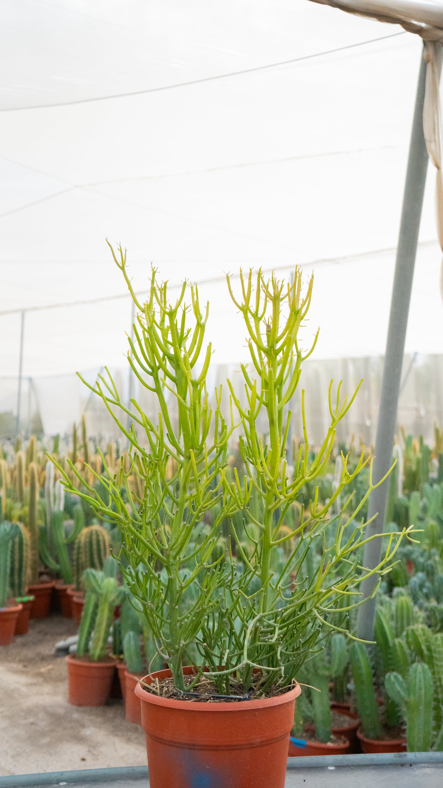 Árbol De Goma | 25Ø 110-120cm