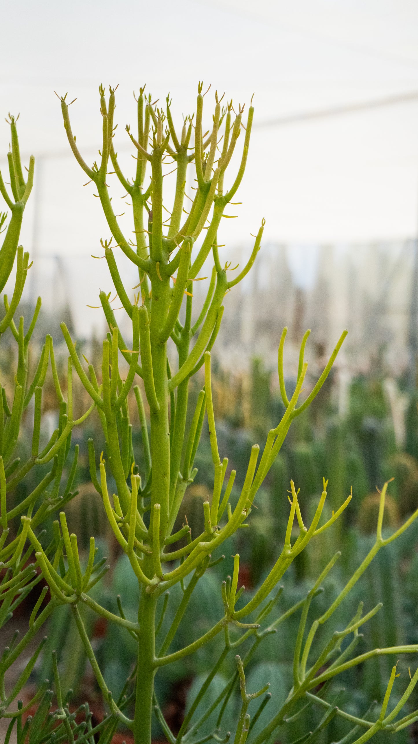 Árbol De Goma | 25Ø 110-120cm