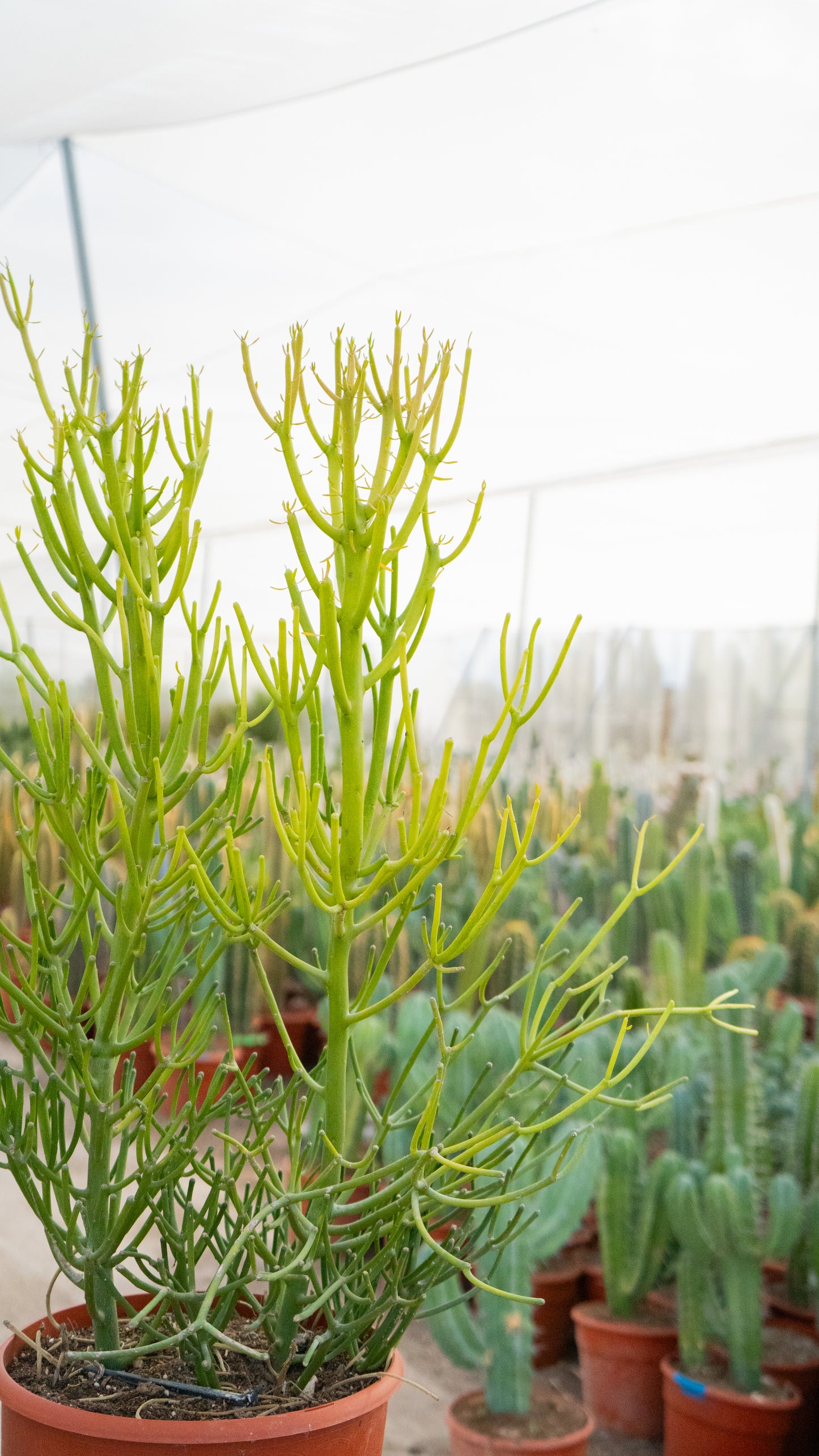 Árbol De Goma | 25Ø 110-120cm