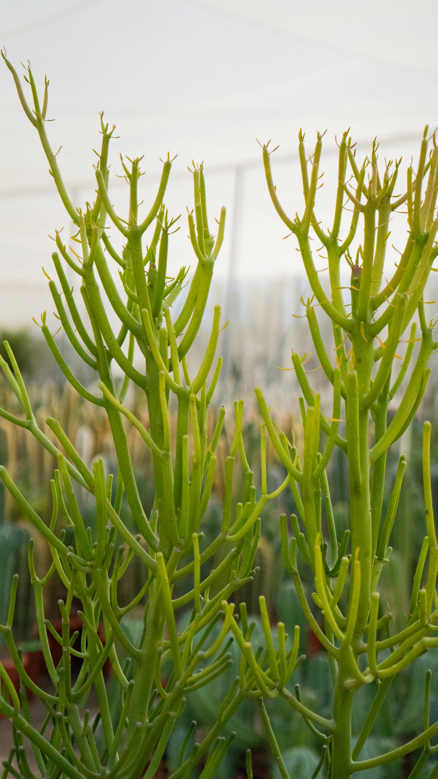Árbol De Goma | 25Ø 110-120cm