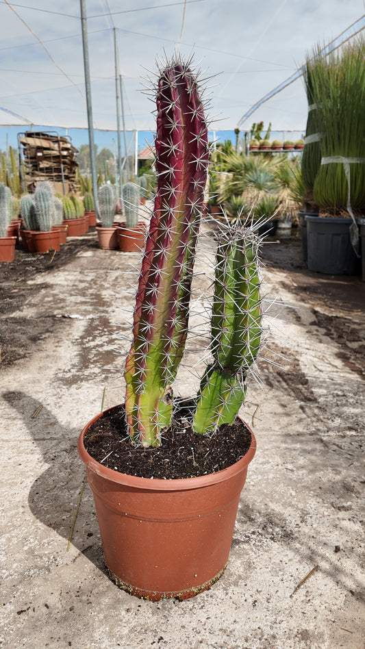 Stenocereus Pruinosus | 25Ø 90cm