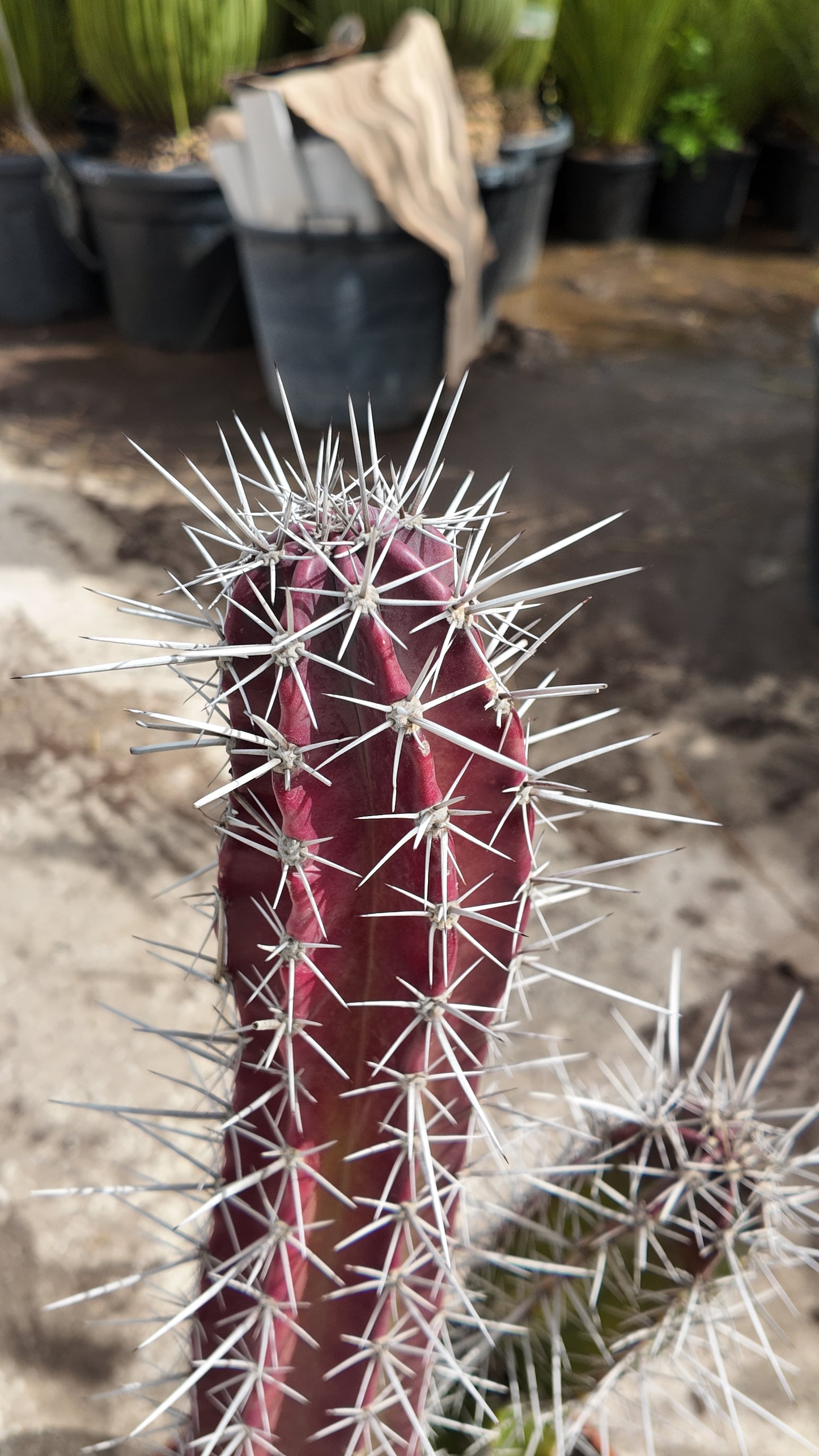 Stenocereus Pruinosus | 25Ø 90cm