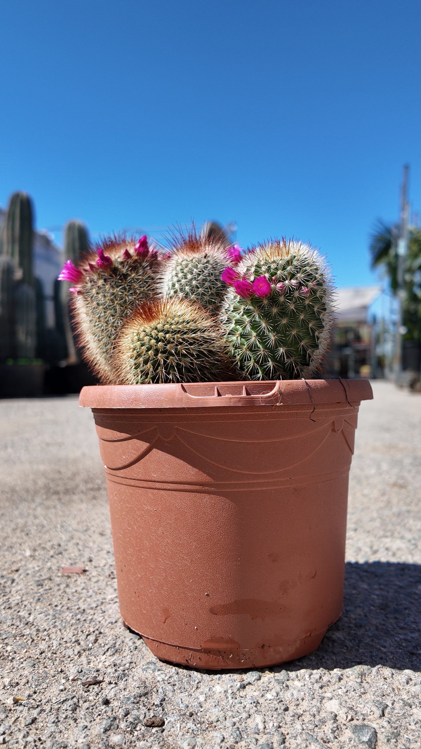 Mammillaria Spinosissima | 18Ø 25cm