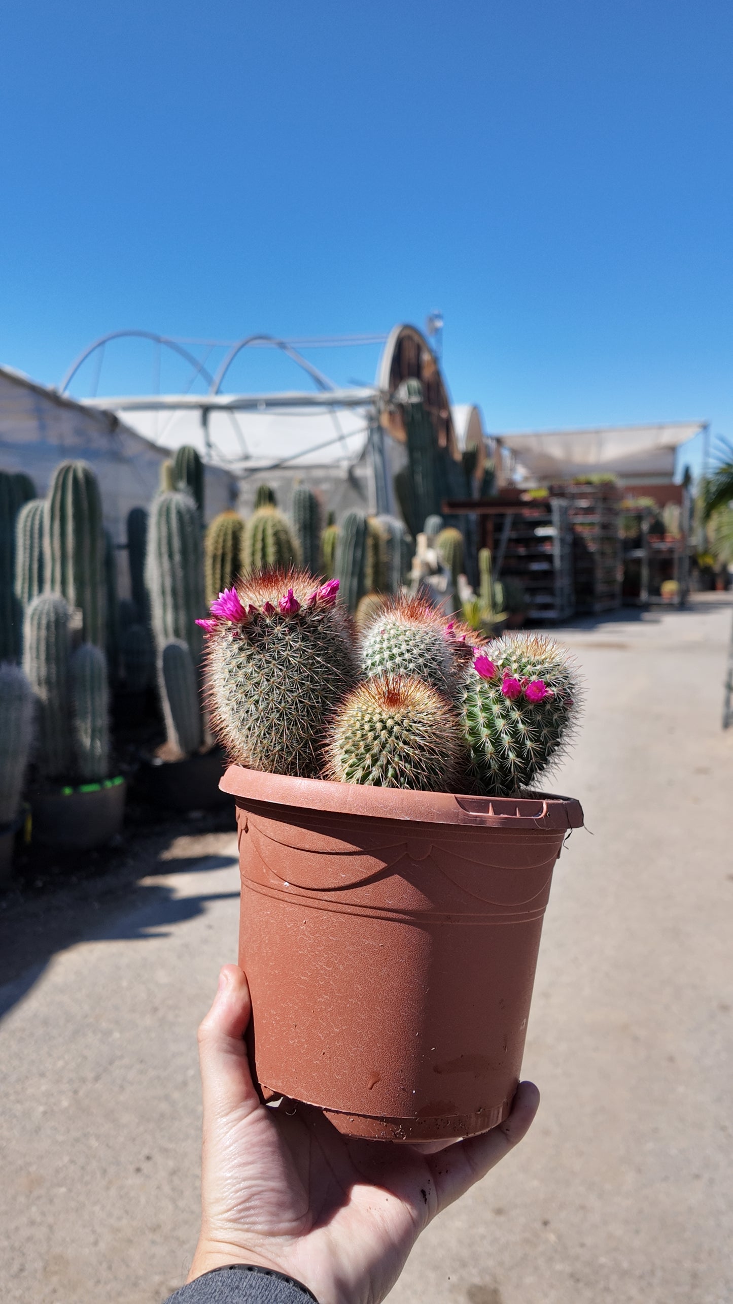 Mammillaria Spinosissima | 18Ø 25cm