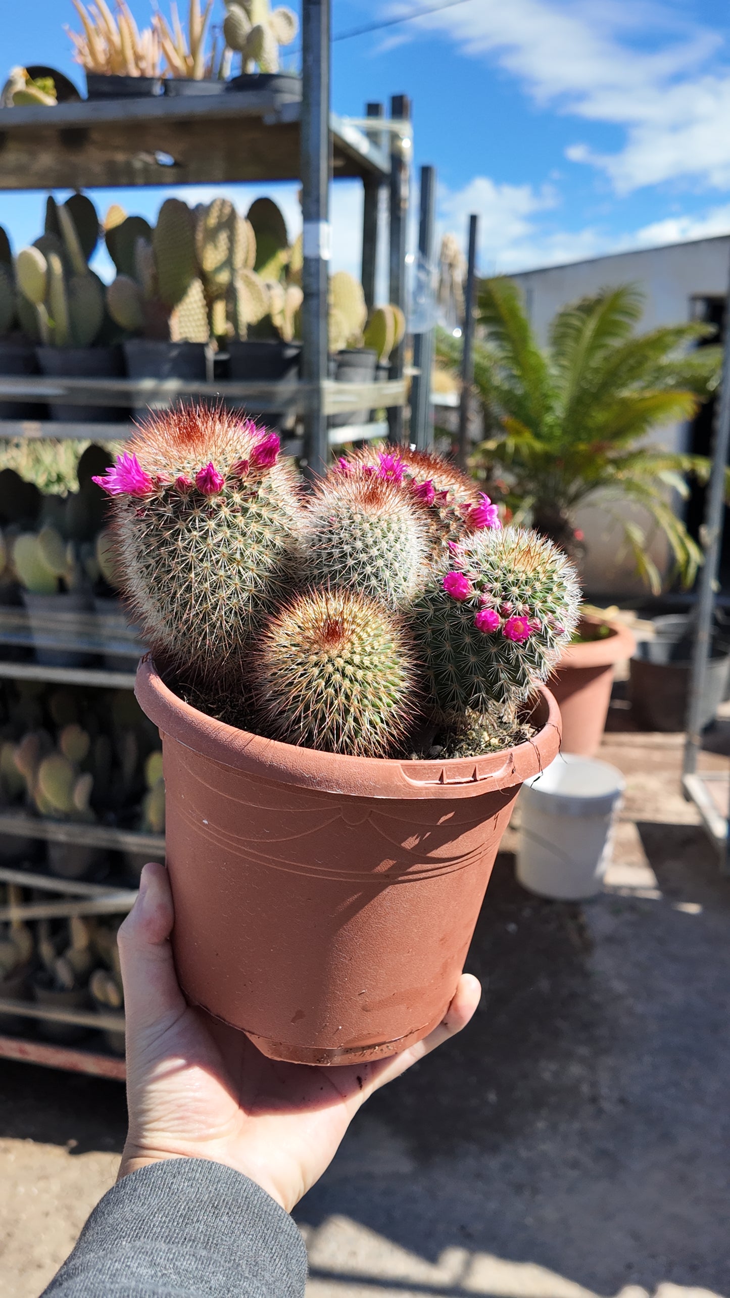 Mammillaria Spinosissima | 18Ø 25cm
