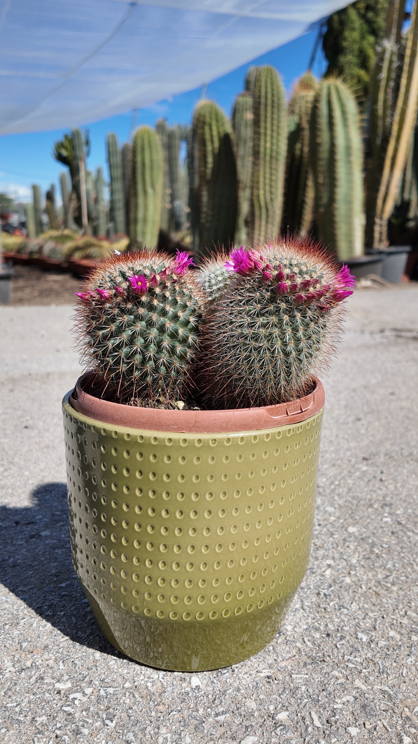 Mammillaria Spinosissima | 18Ø 25cm