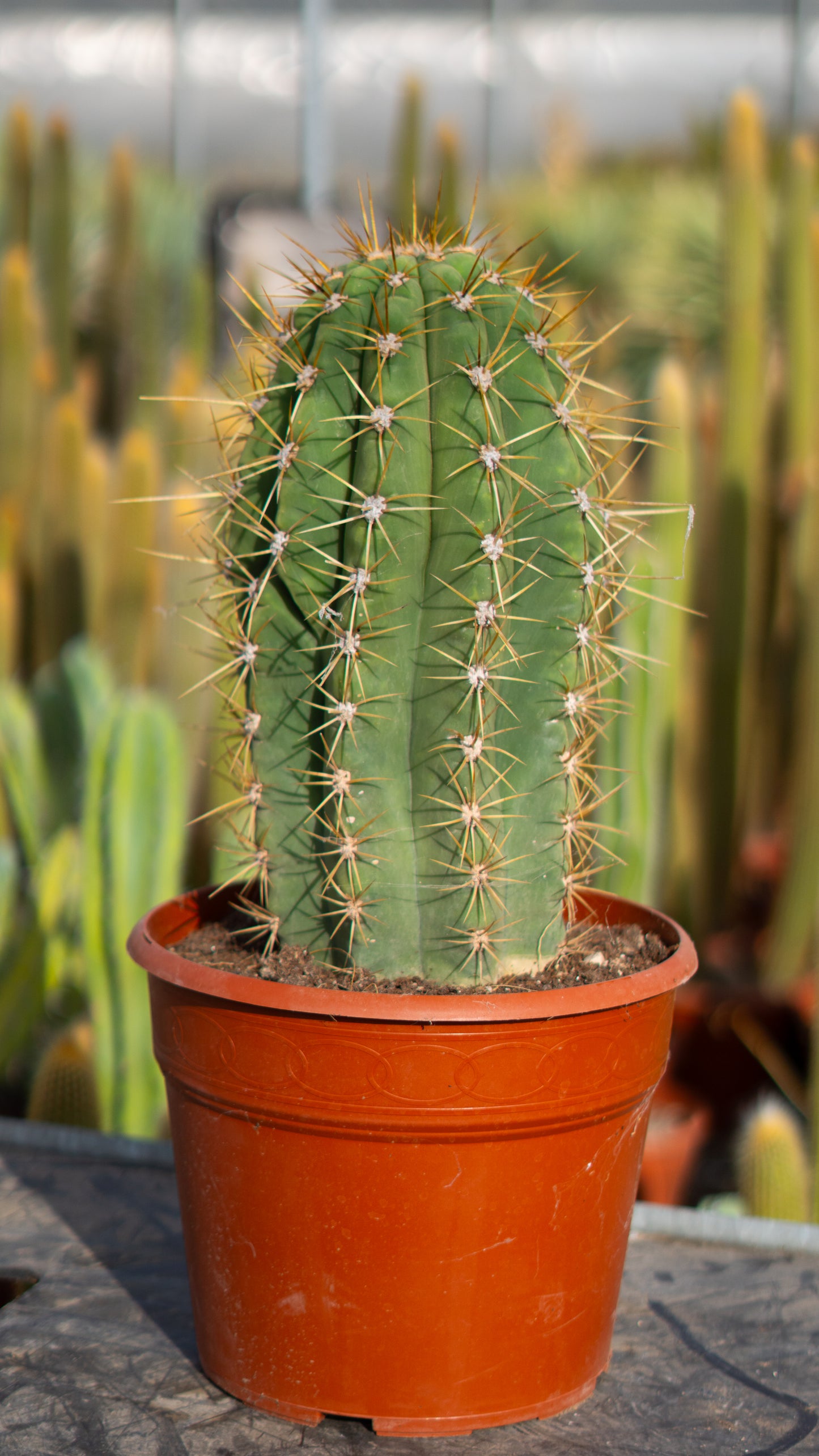 Cactus Achuma