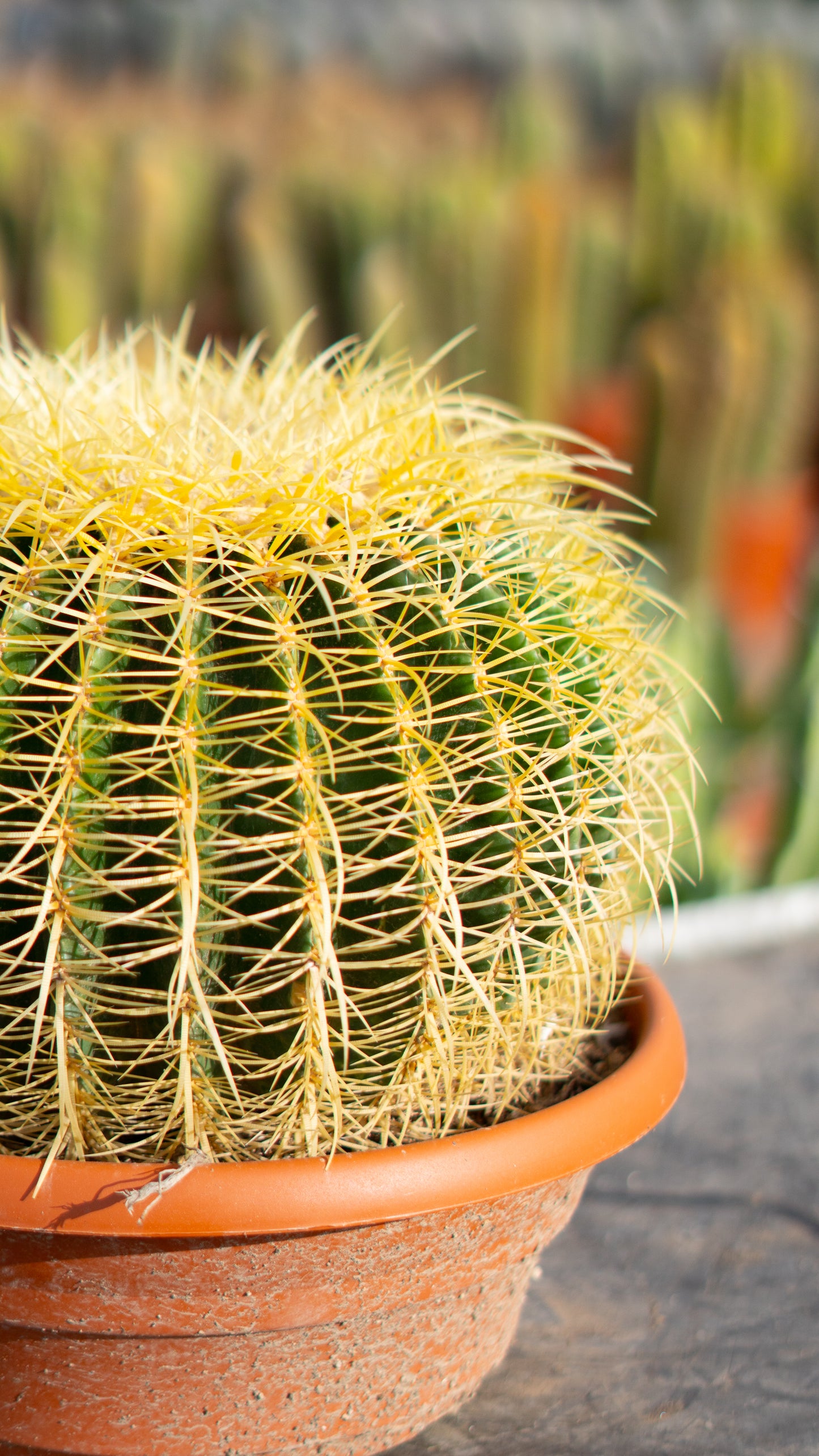 Cactus Asiento De La Suegra