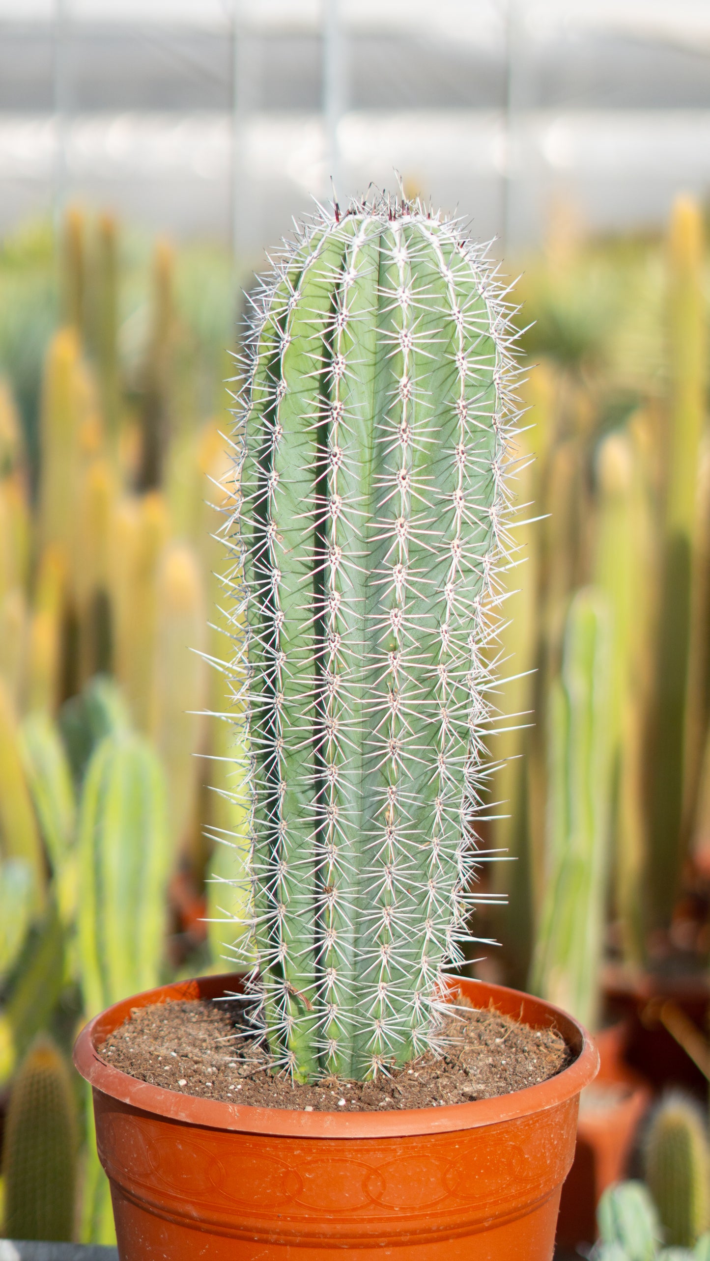 Cactus Cardón