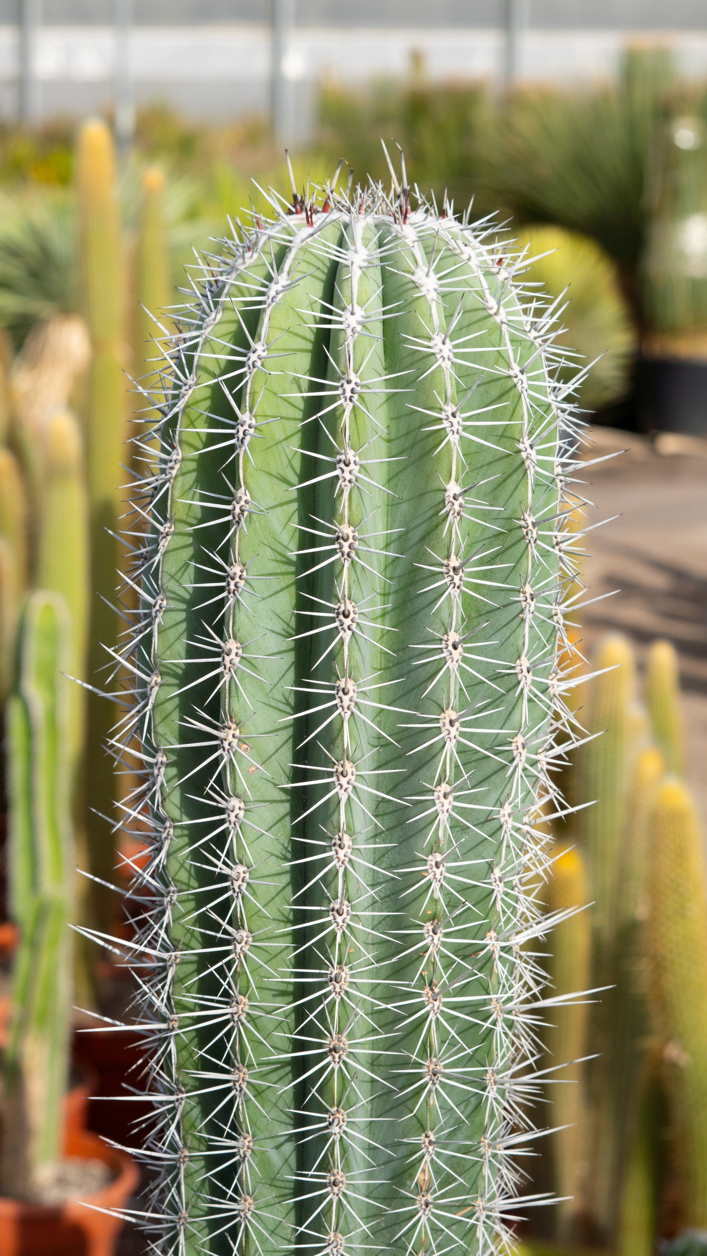 Cactus Cardón