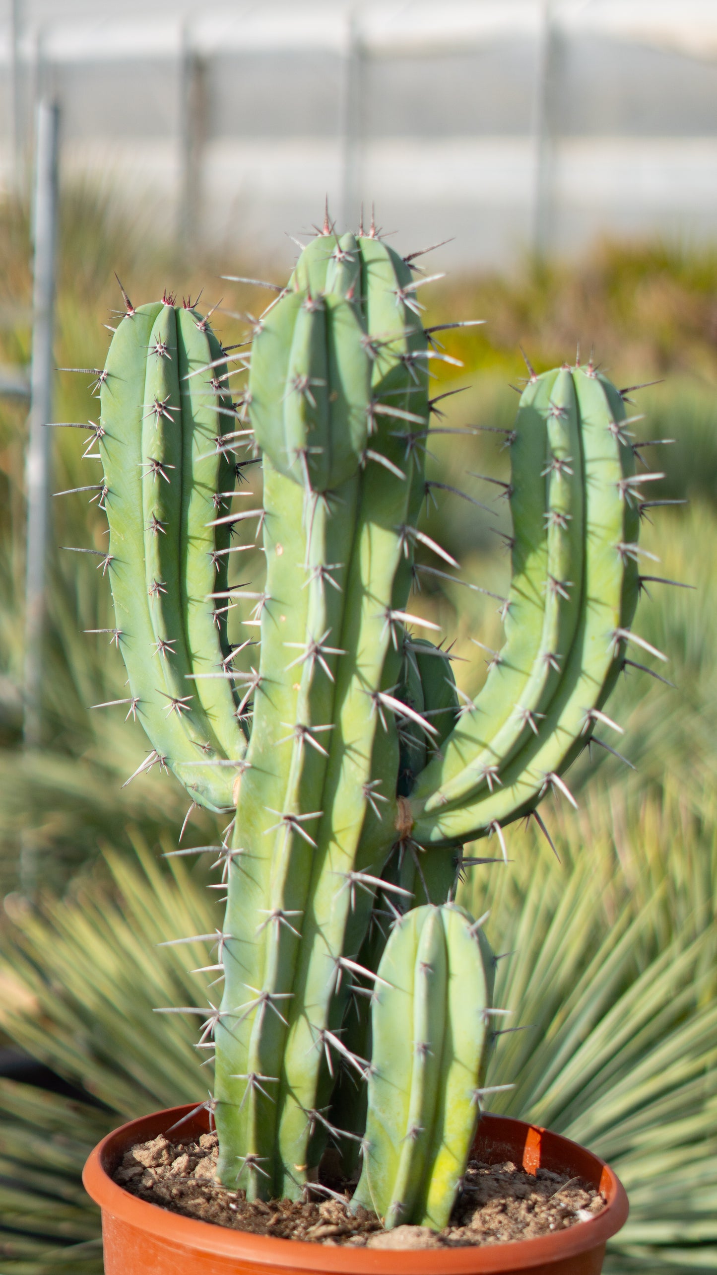 Cactus Garambullo