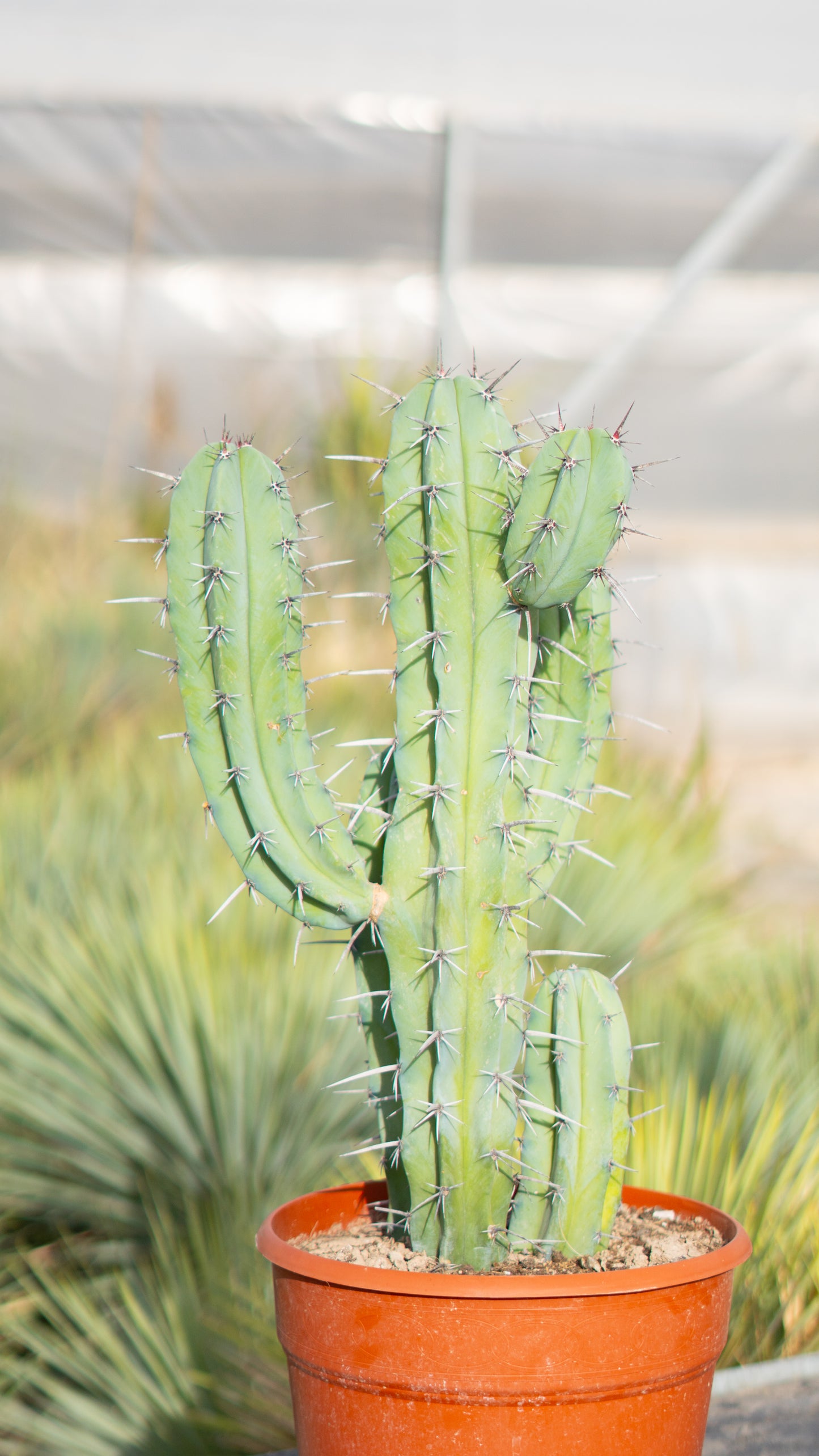 Cactus Garambullo