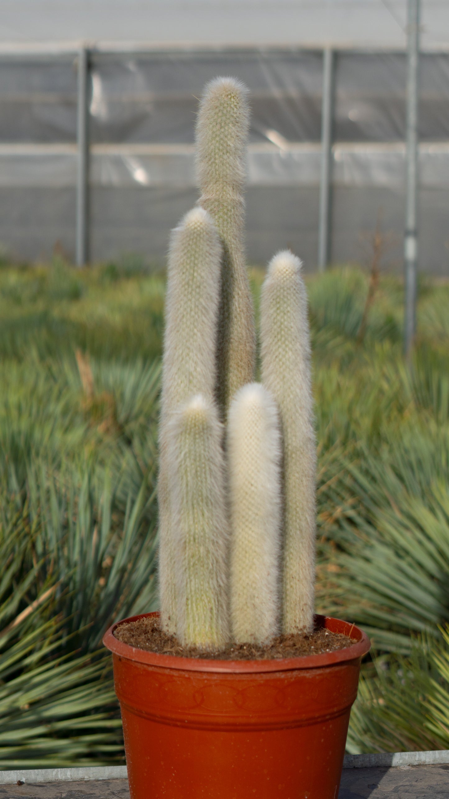 Cactus Antorcha Plateada