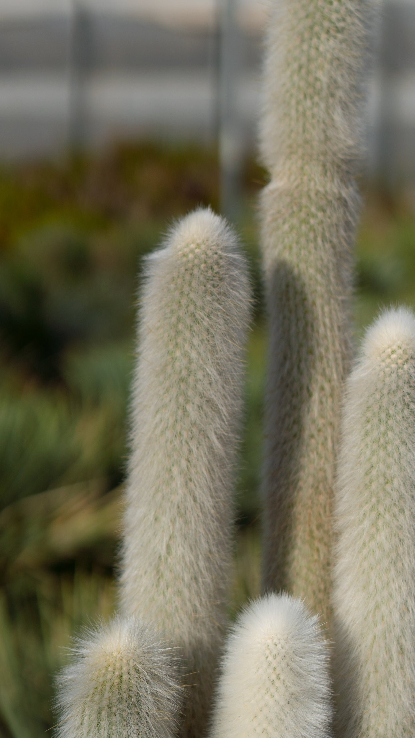 Cactus Antorcha Plateada