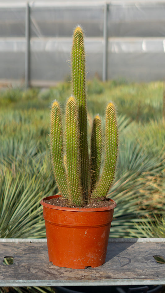 Cactus Lanoso Vatricania guentheri