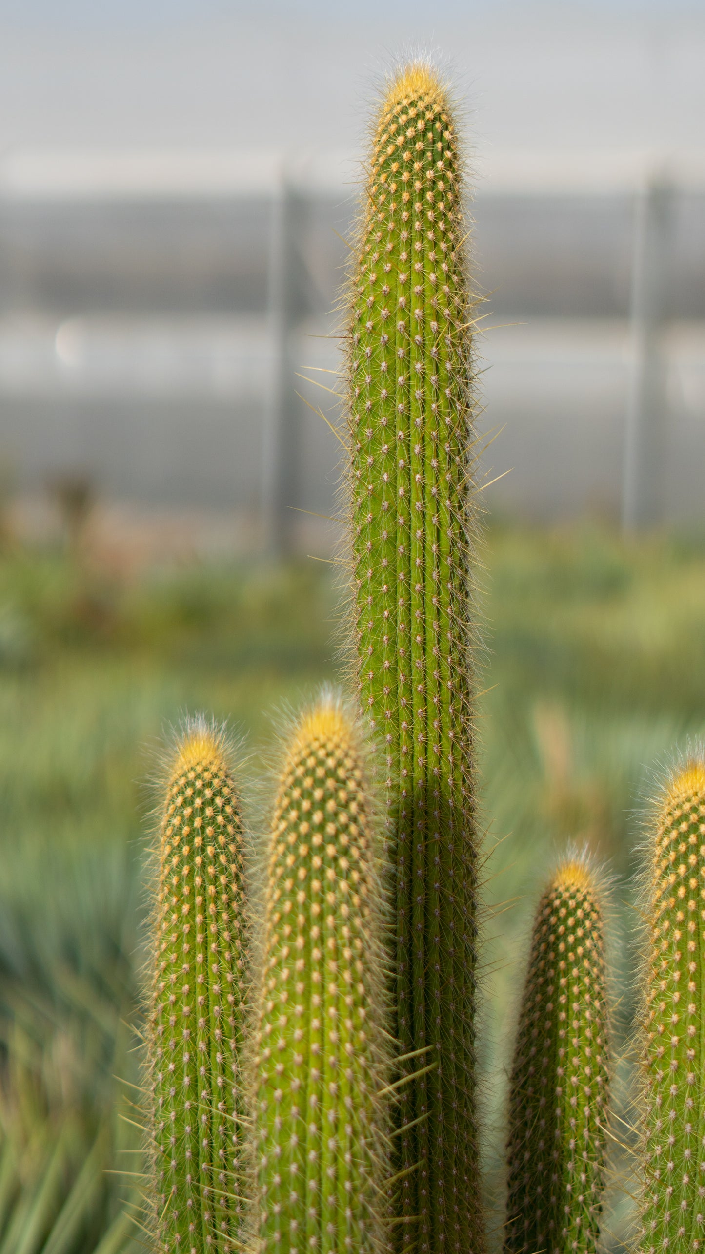 Cactus Lanoso Vatricania guentheri