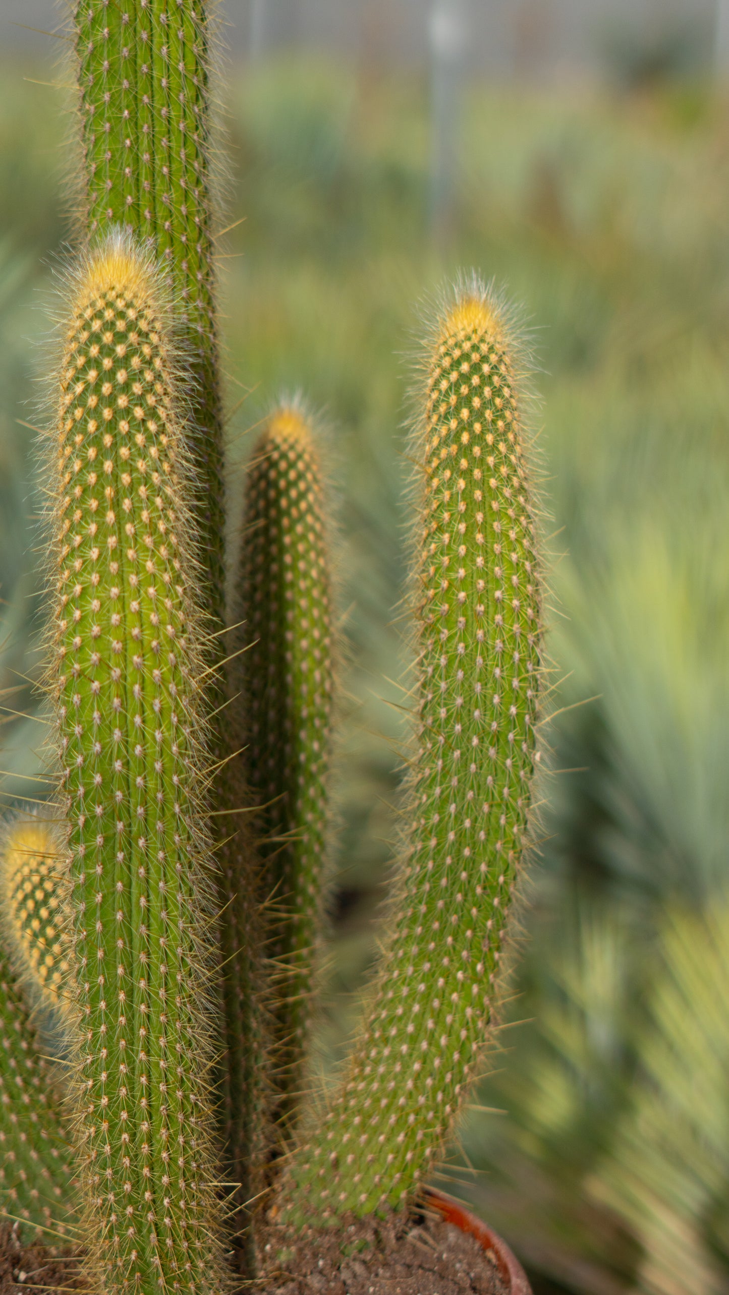 Cactus Lanoso Vatricania guentheri