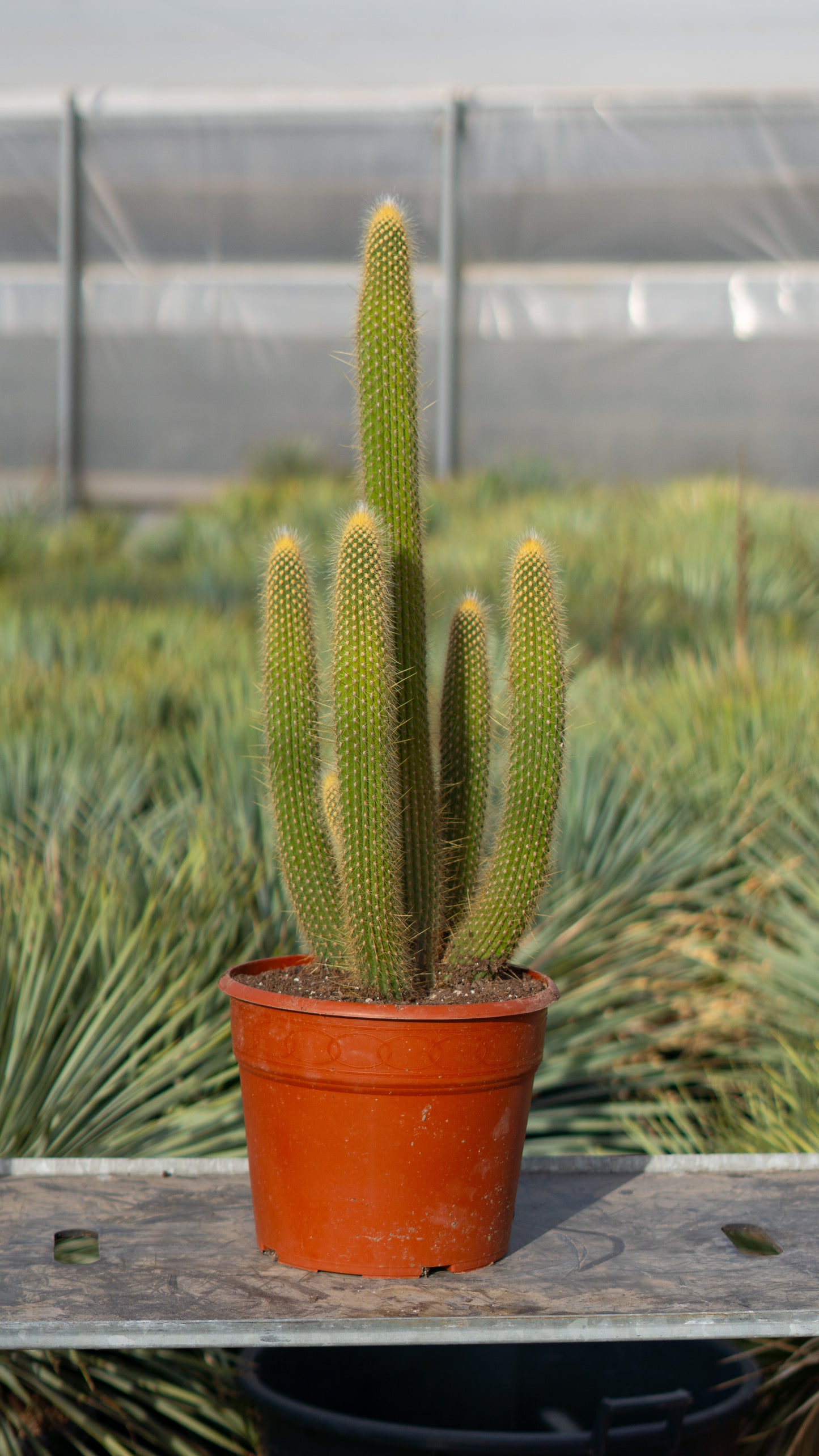 Cactus Lanoso Vatricania guentheri