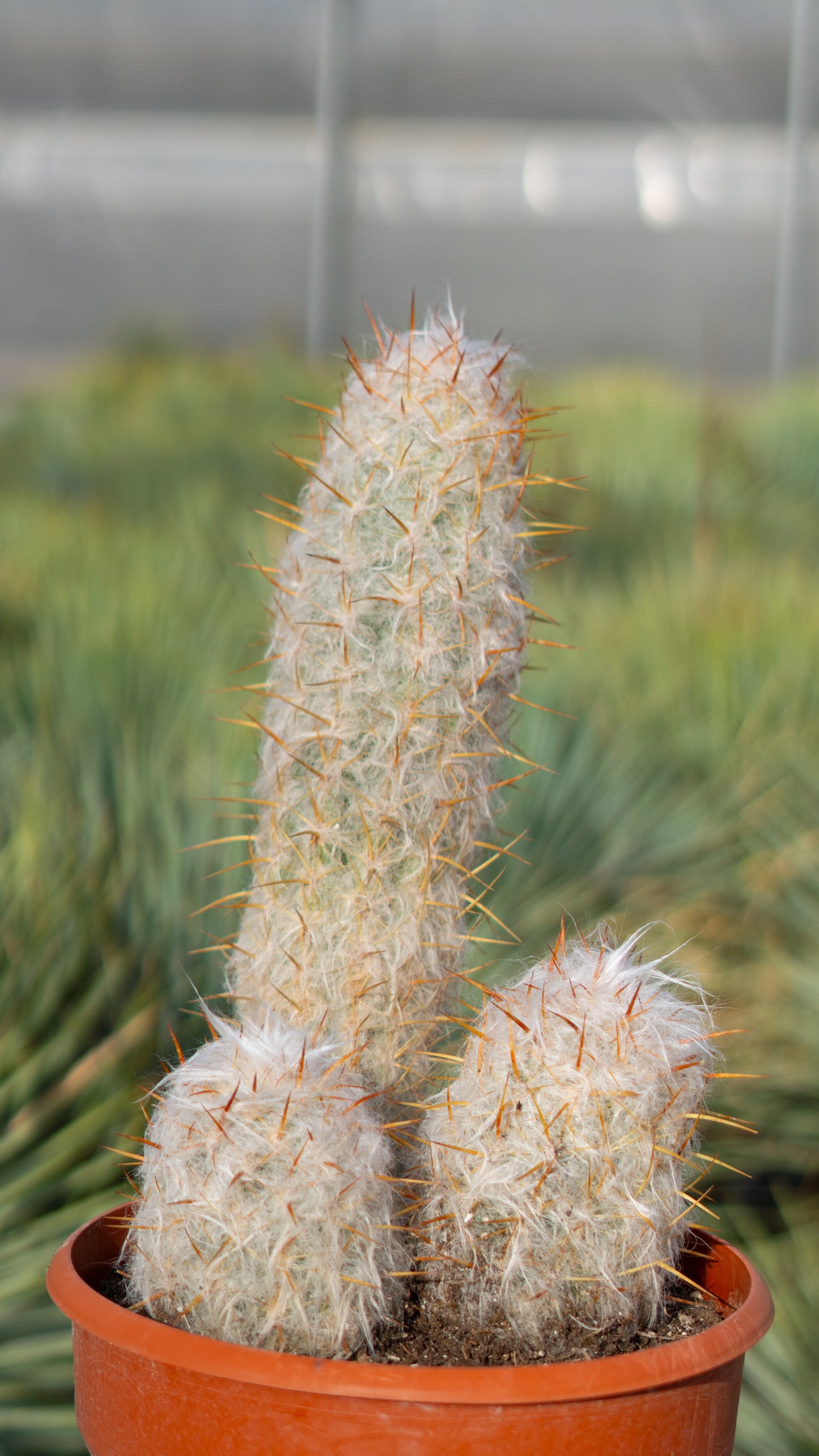 Cactus Abuelo