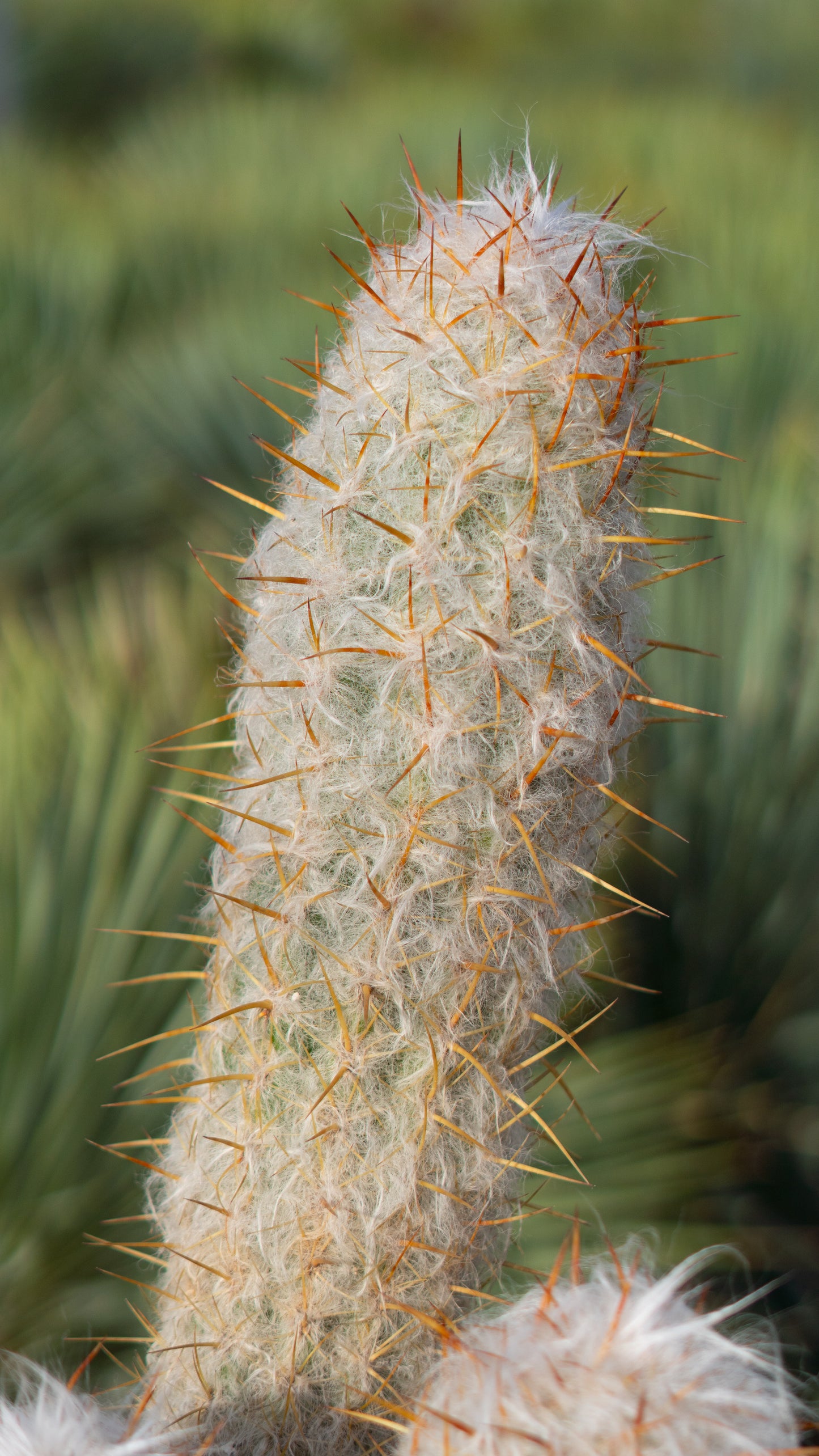 Cactus Abuelo