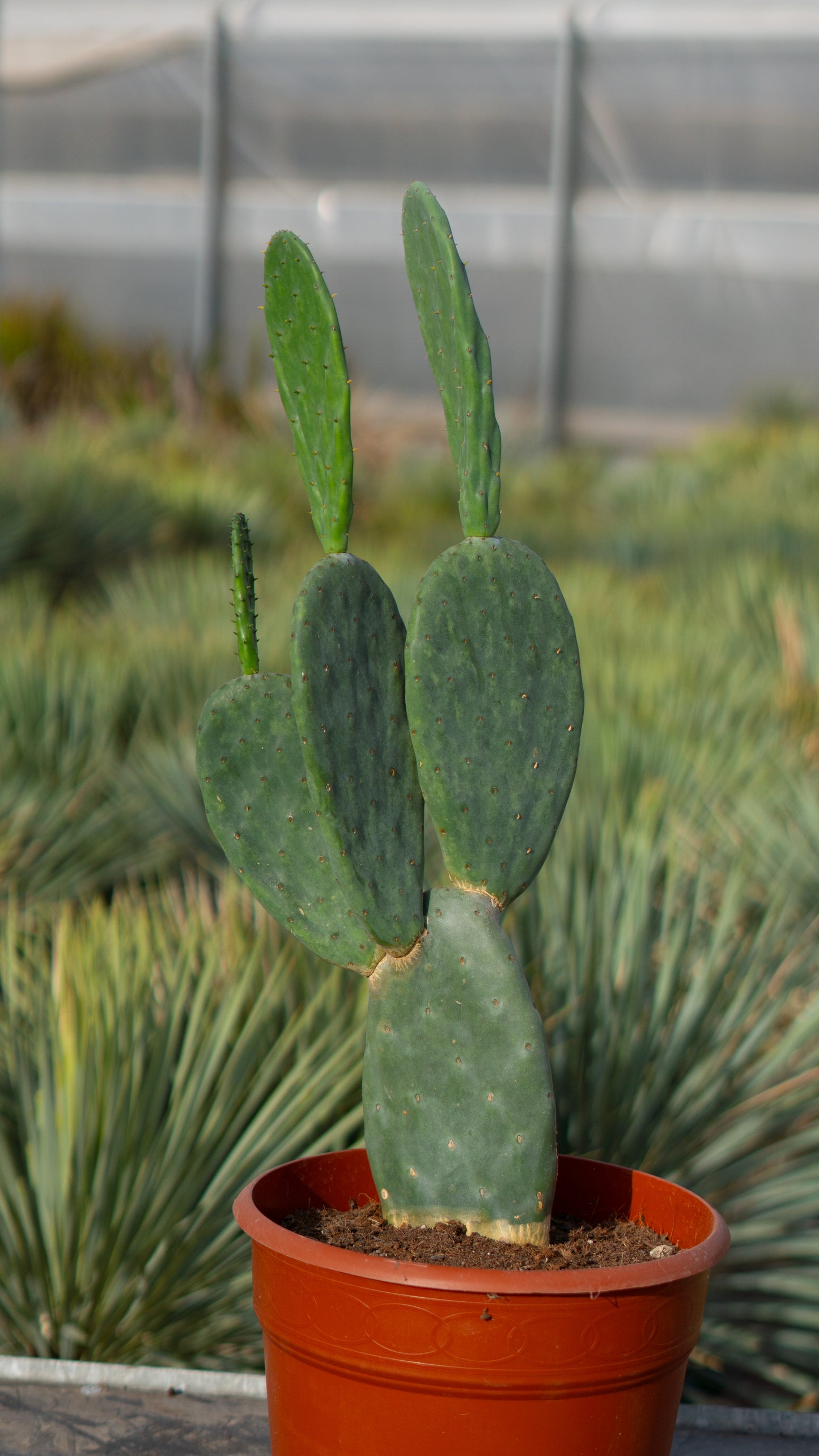 Cactus Palera | 25Ø 100-110cm