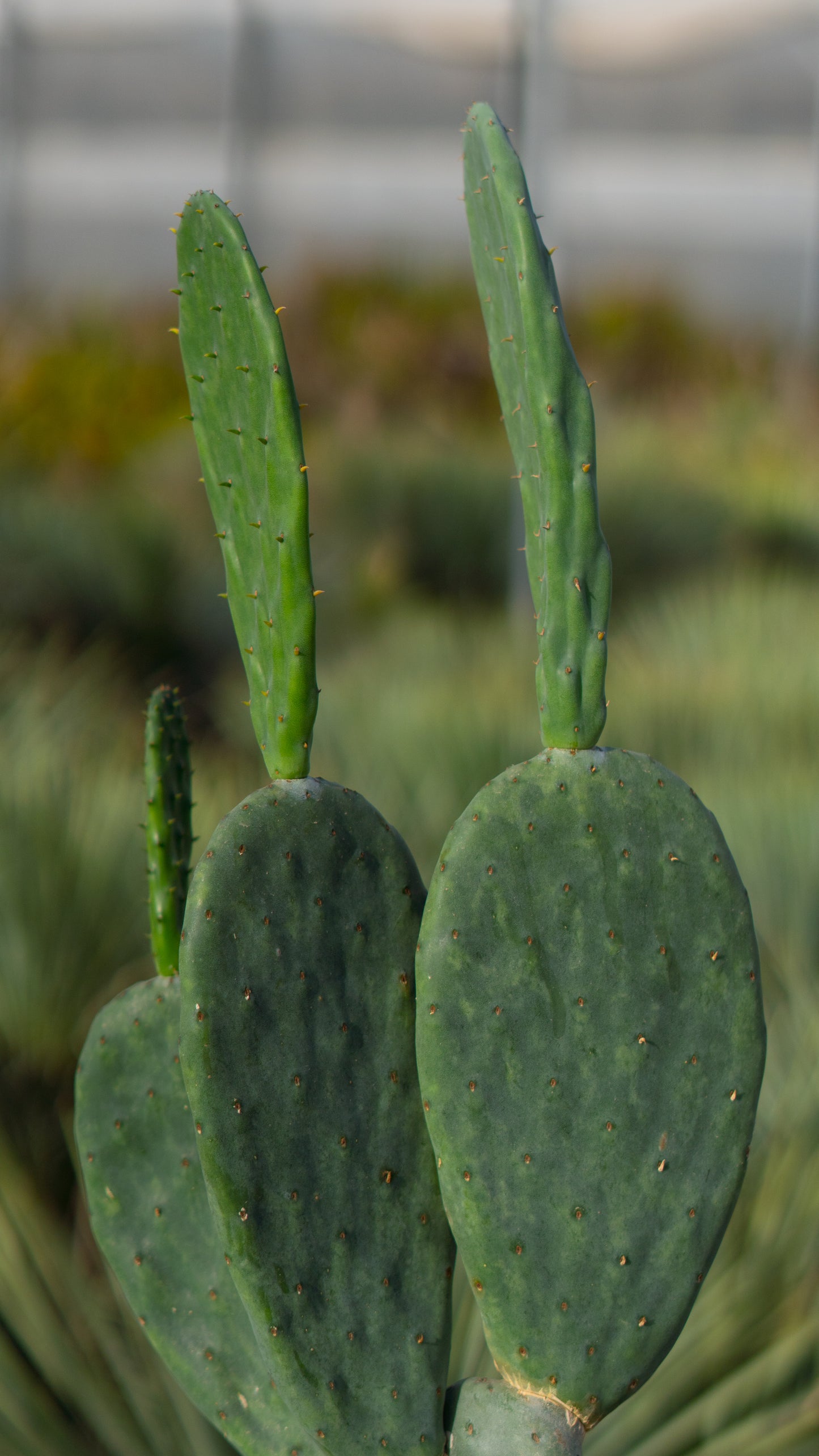 Cactus Palera | 25Ø 100-110cm
