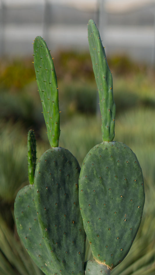 Cactus Palera | 25Ø 100-110cm