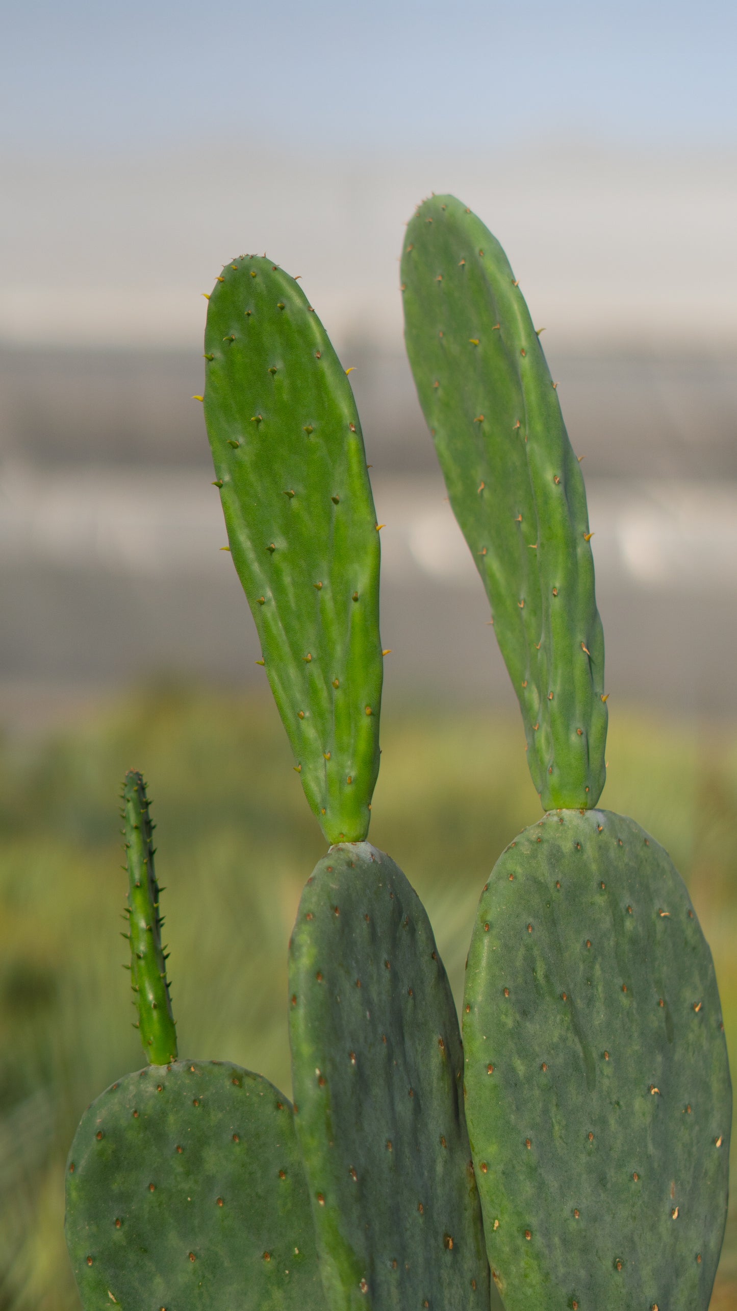 Cactus Palera | 25Ø 100-110cm