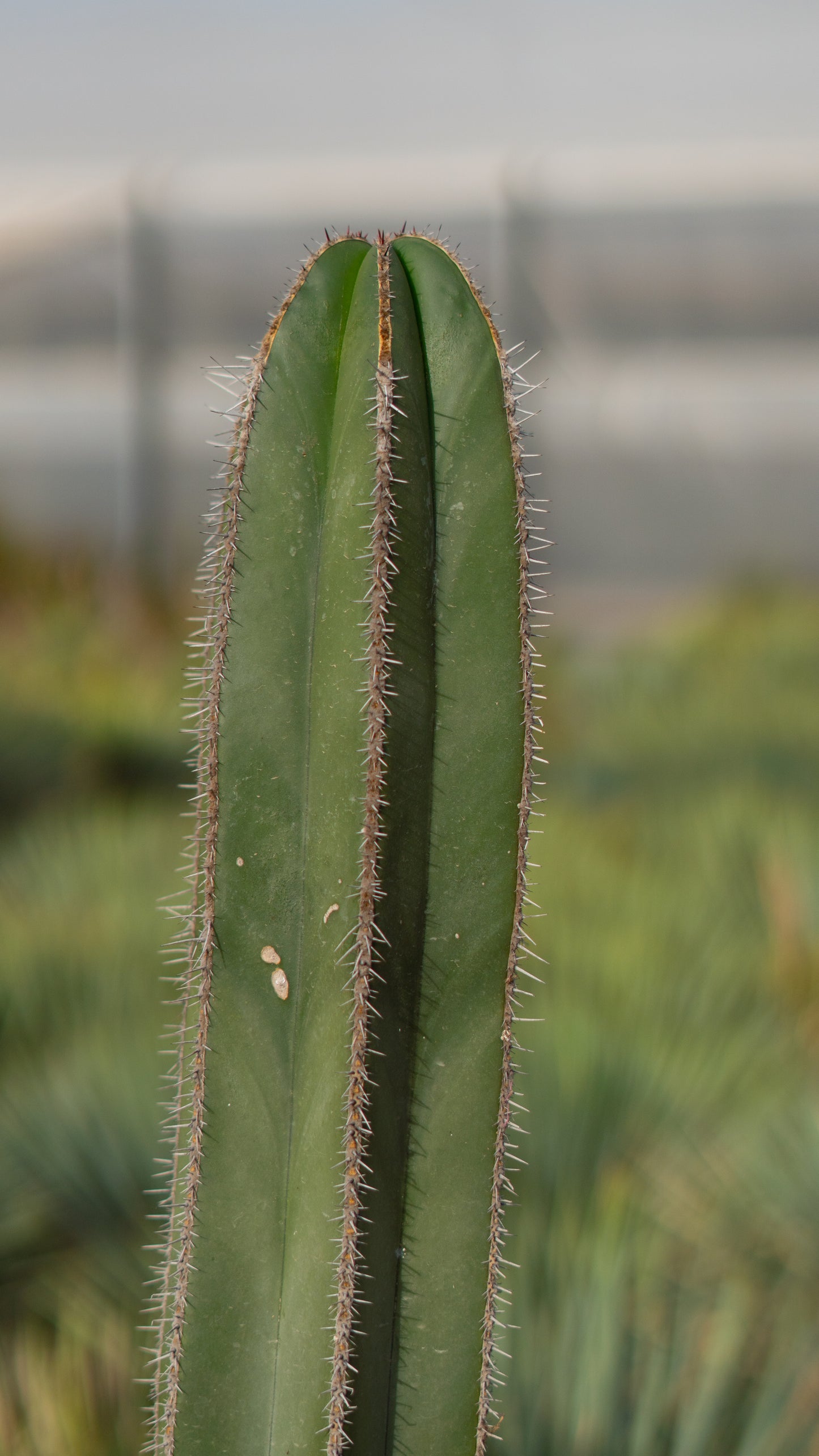 Cactus Órgano
