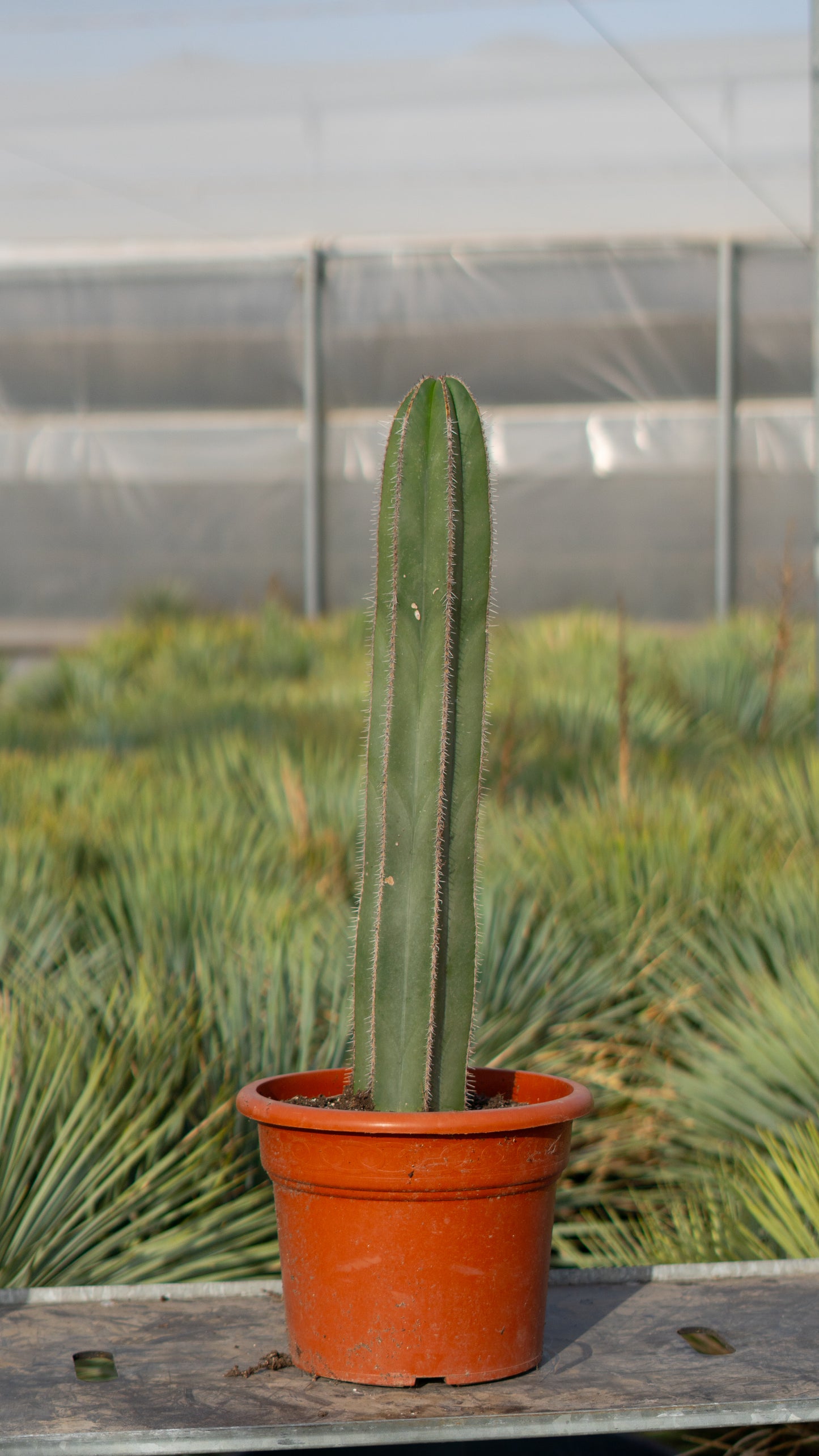 Cactus Órgano
