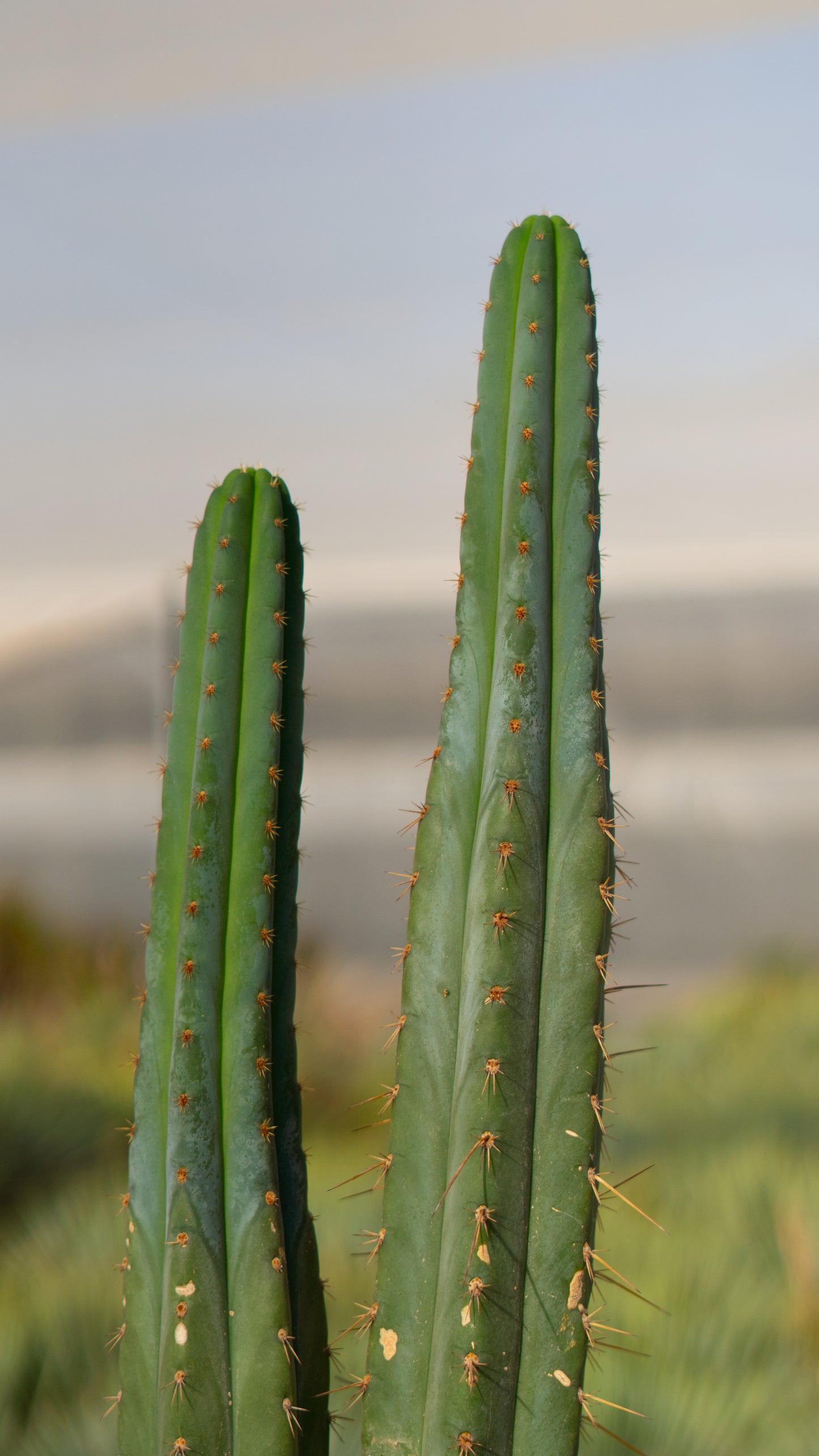 Cactus De San Pedro | 25Ø 80-90cm