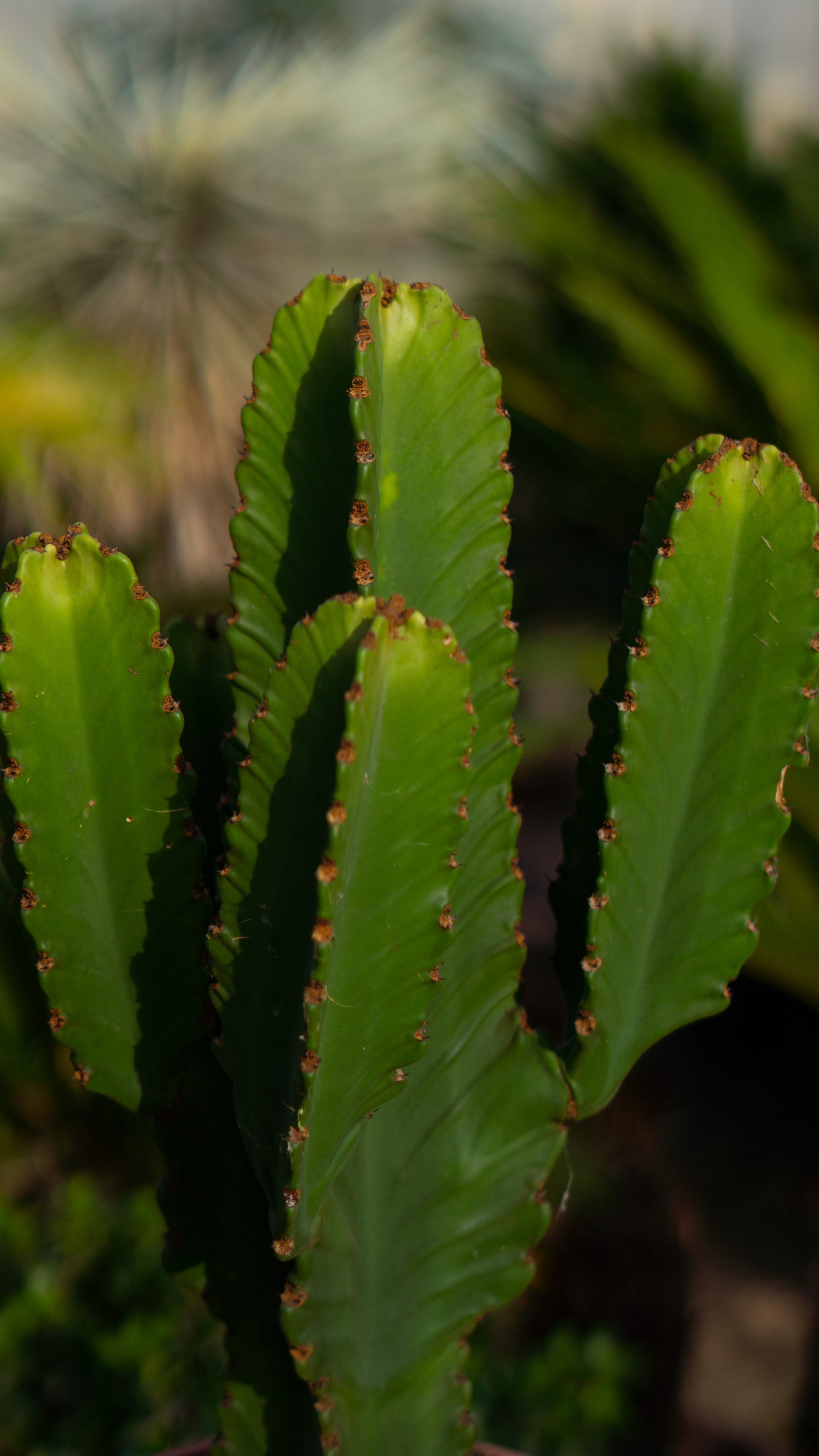Cactus Candelabro | 25Ø 80-90 cm