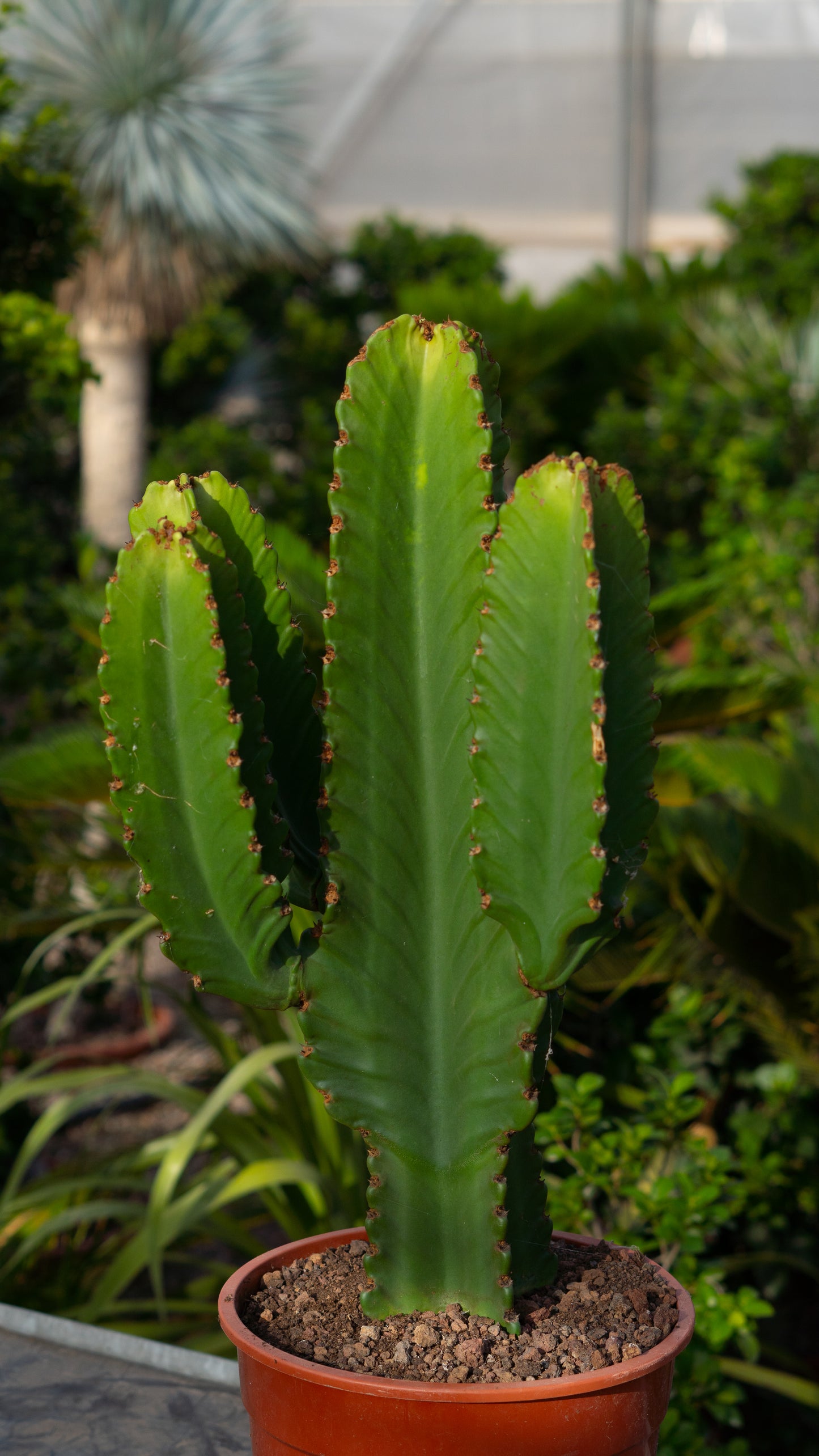 Cactus Candelabro | 25Ø 80-90 cm