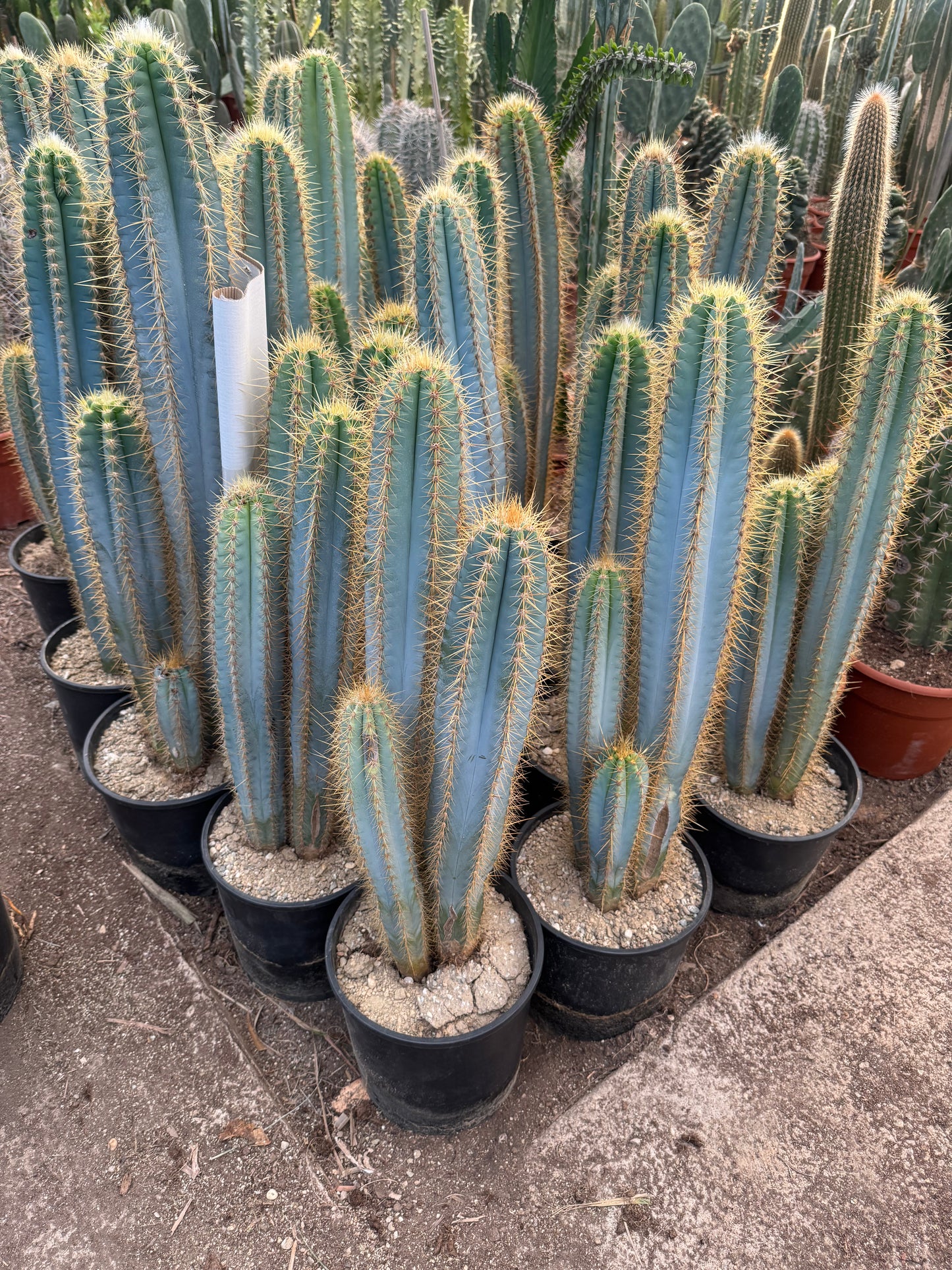Cactus Antorcha Azul | 25Ø 80-90cm