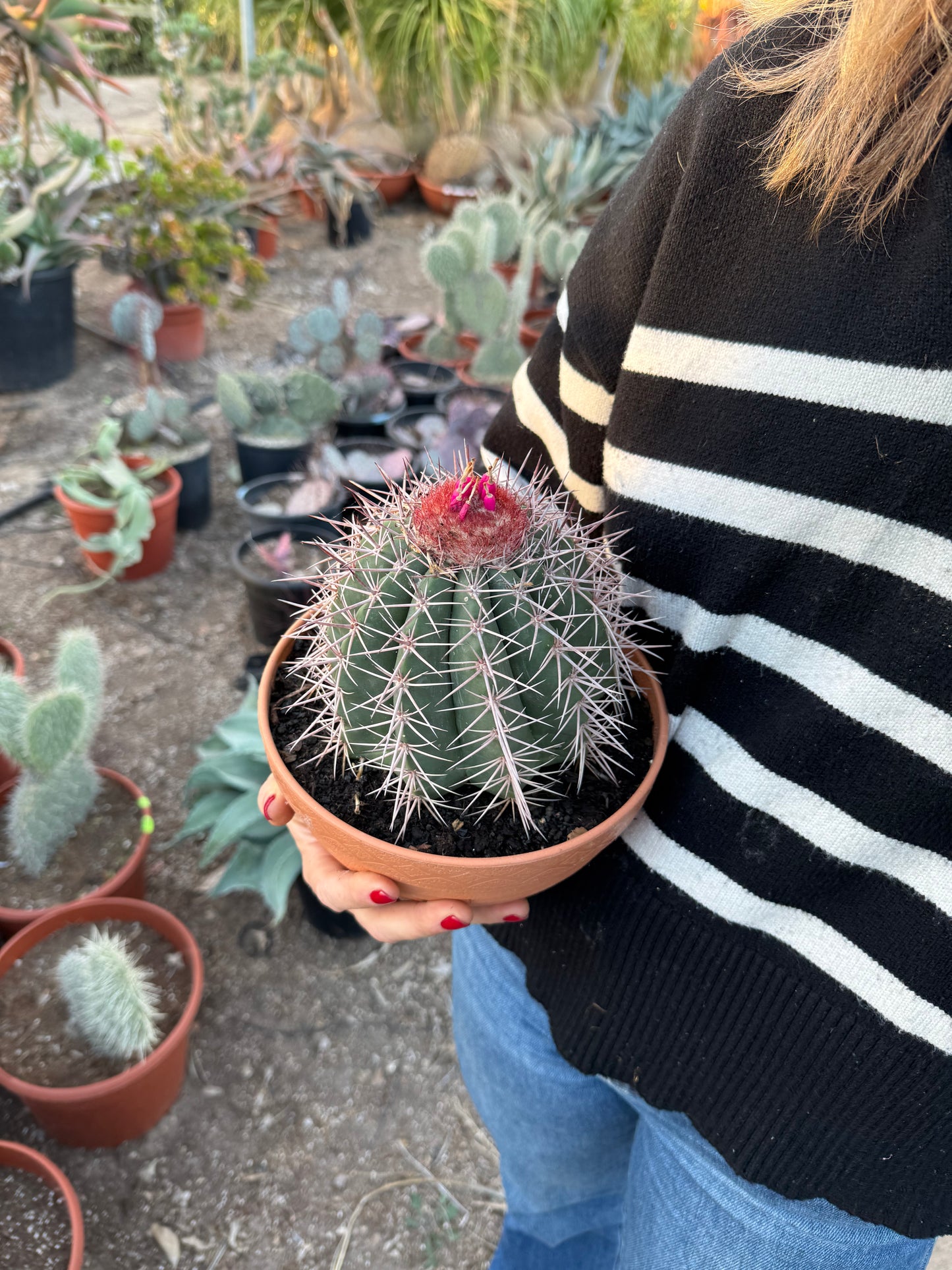 Melocactus | 18Ø 25cm