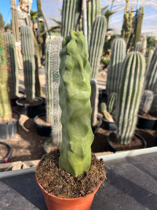 Cactus Tótem | 14Ø 30cm