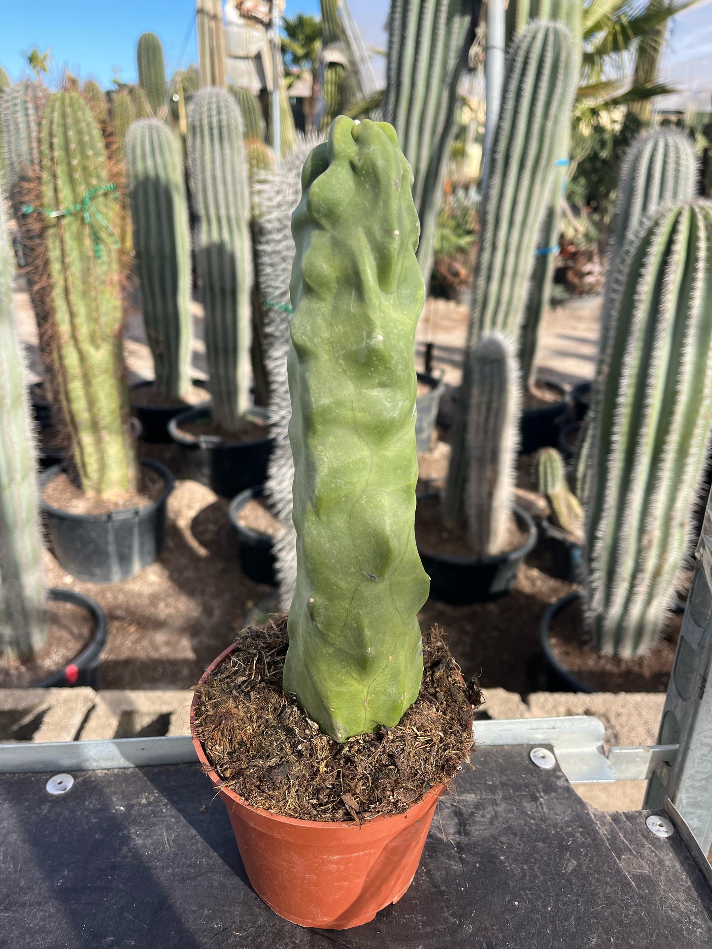 Cactus Tótem | 14Ø 30cm