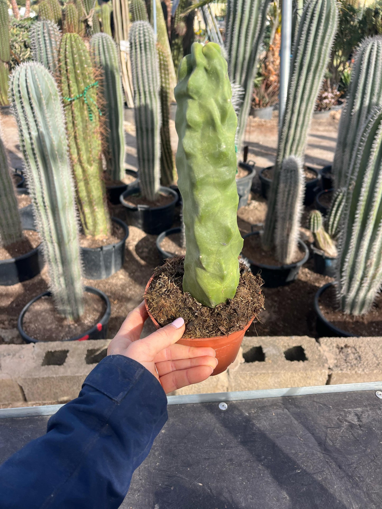 Cactus Tótem | 14Ø 30cm