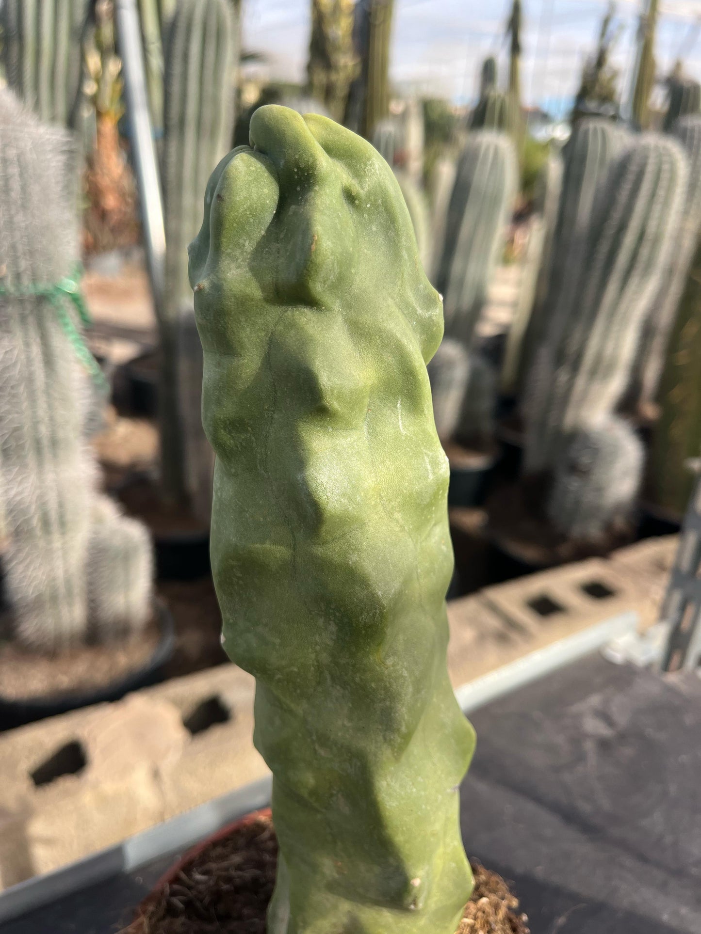 Cactus Tótem | 14Ø 30cm