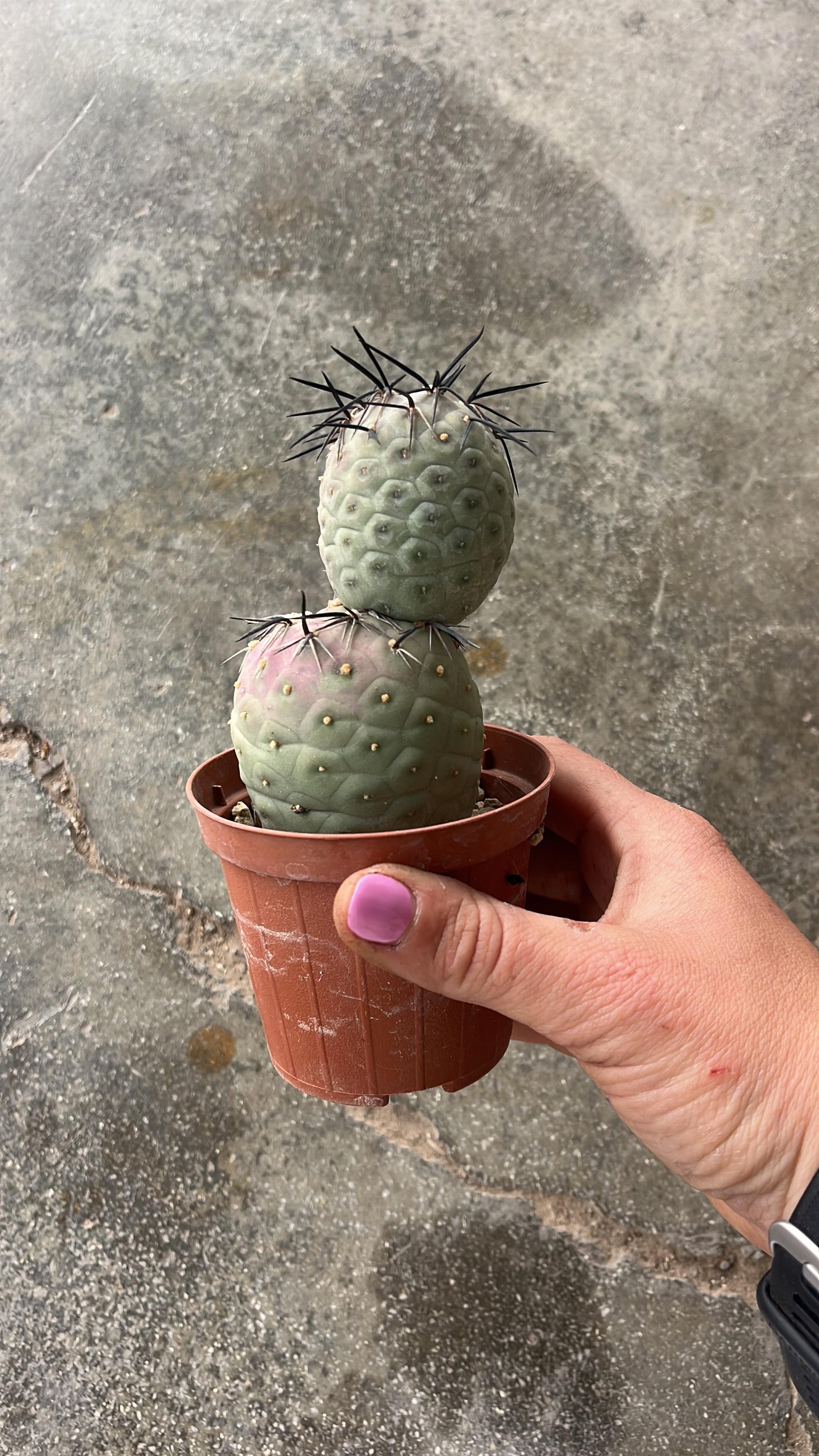 Tephrocactus Geometricus | 8,5Ø 18cm
